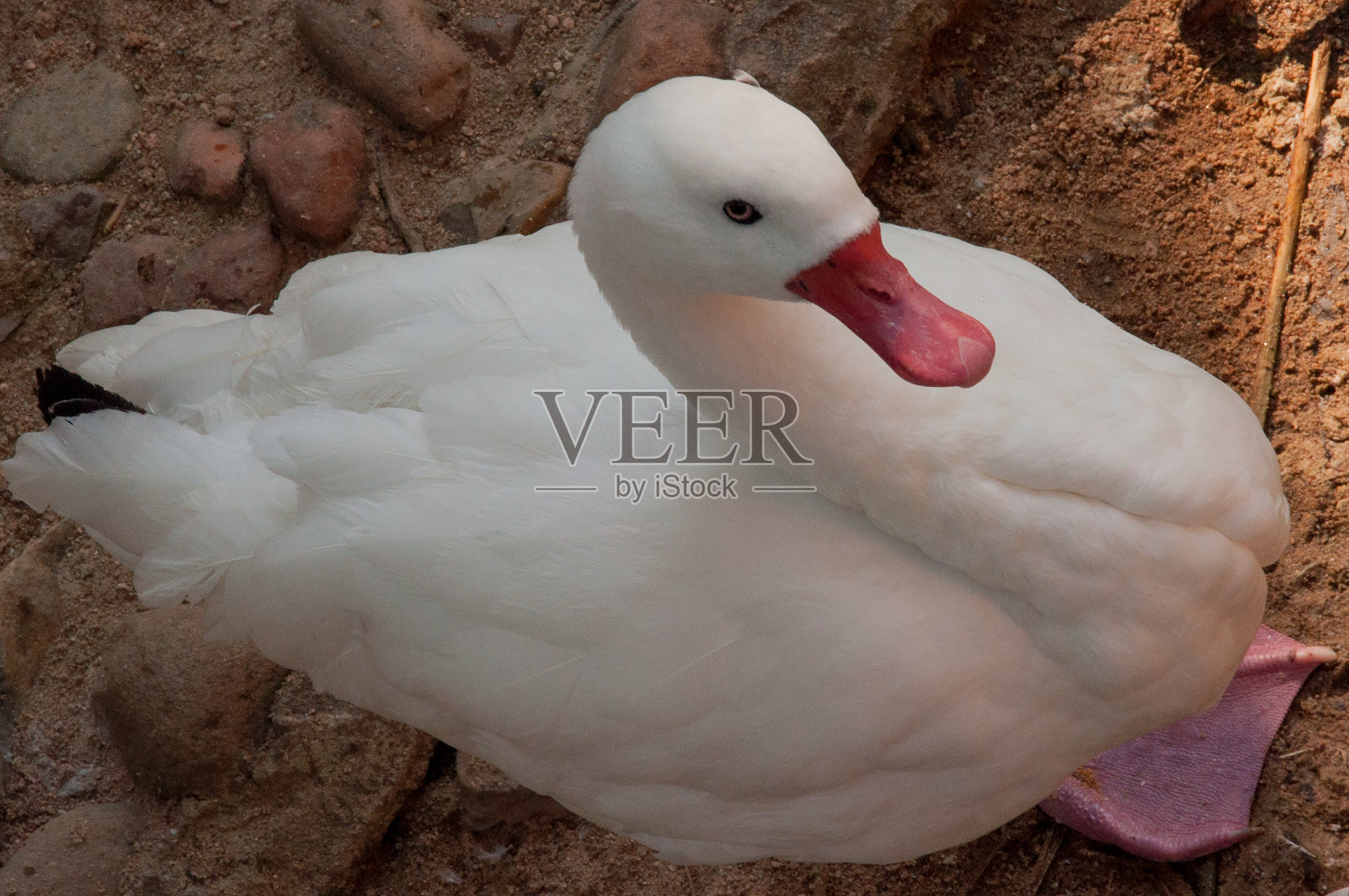 白鸭子从上往下照片摄影图片