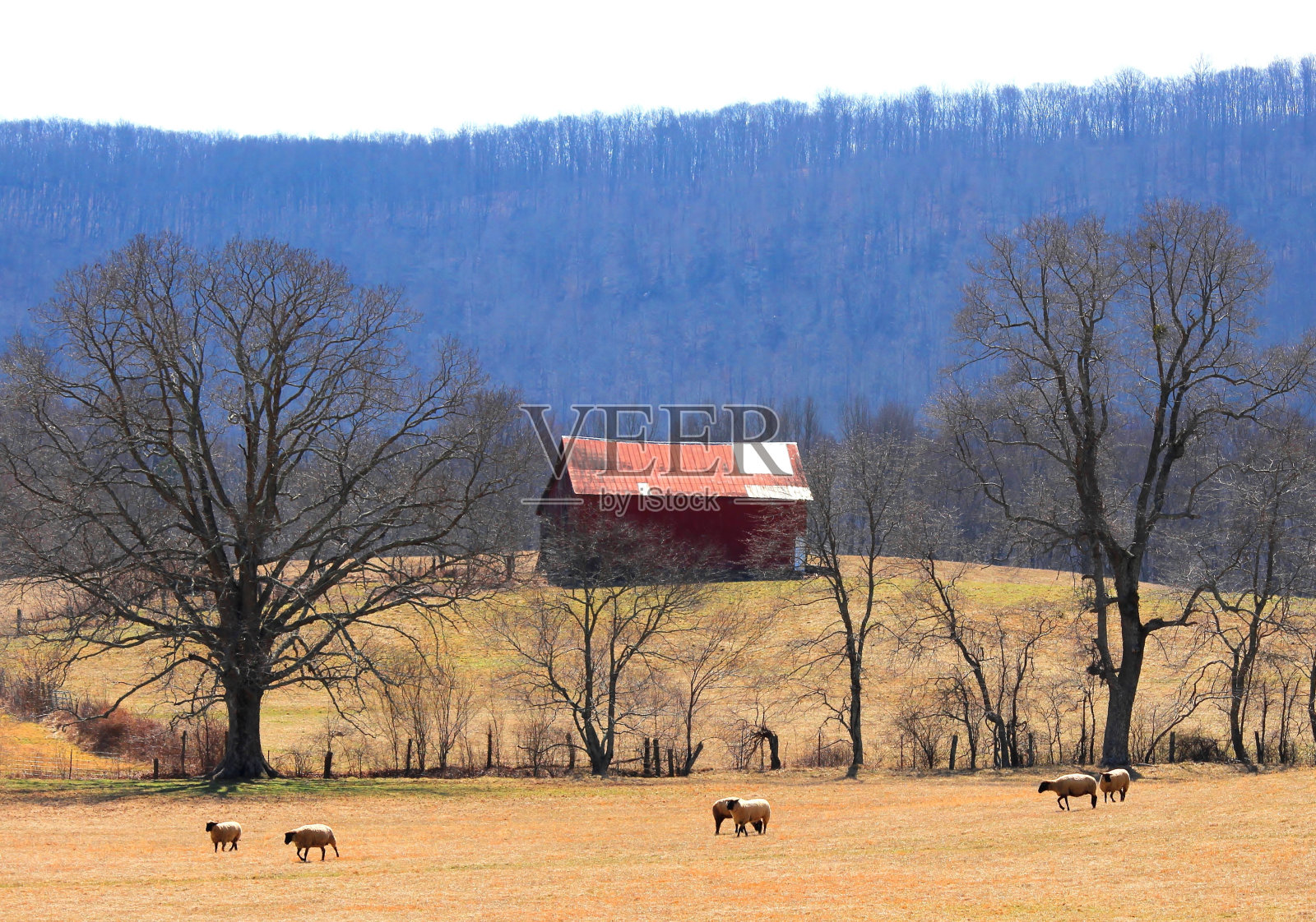绵羊农场照片摄影图片