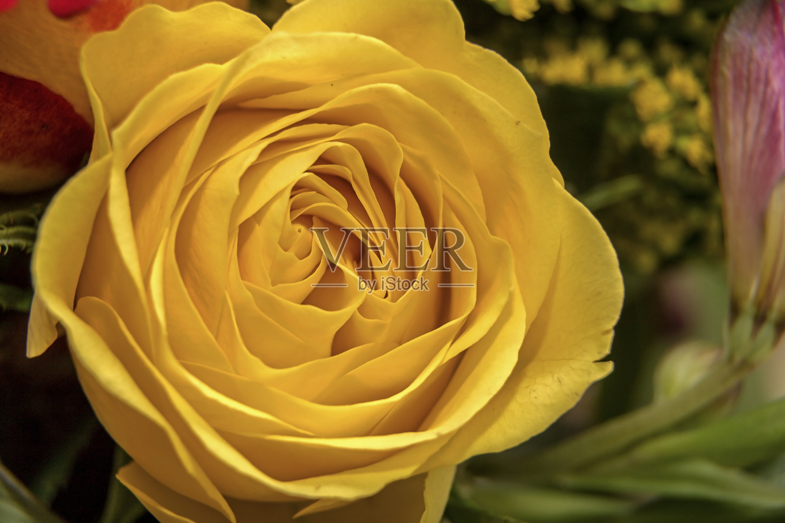 花照片摄影图片