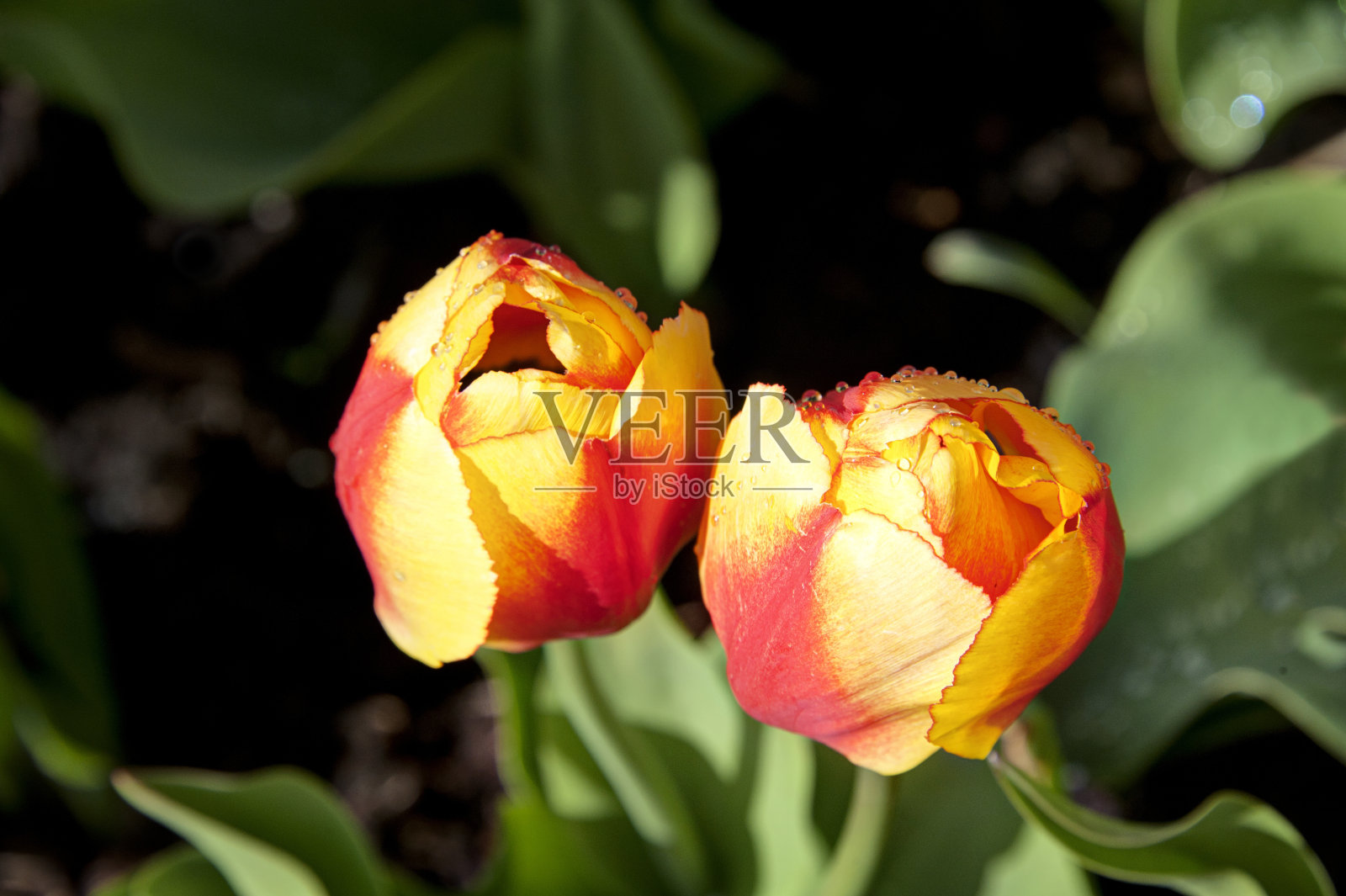 从上面看，是两株郁金香照片摄影图片