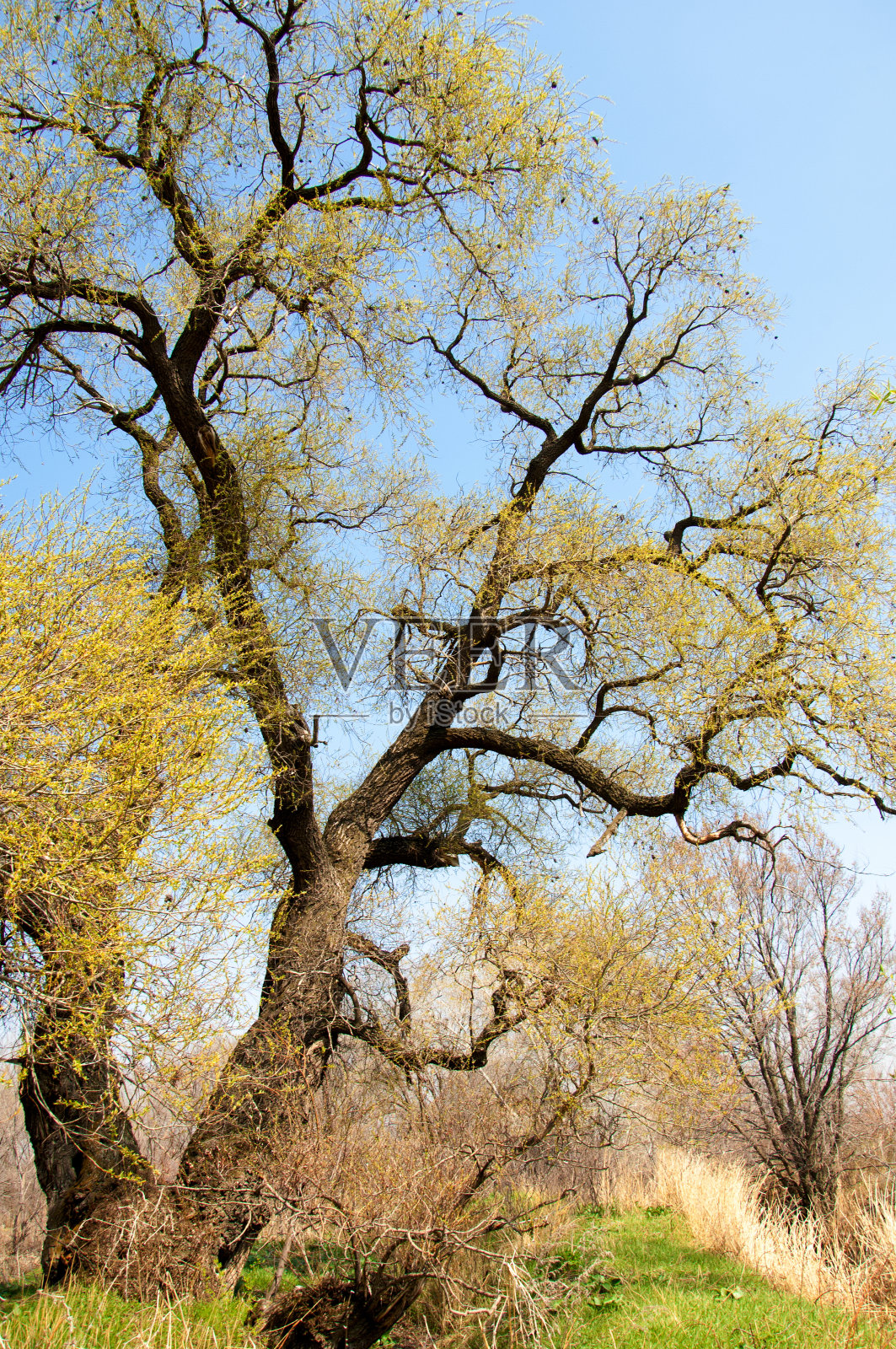 脆弱柳照片摄影图片