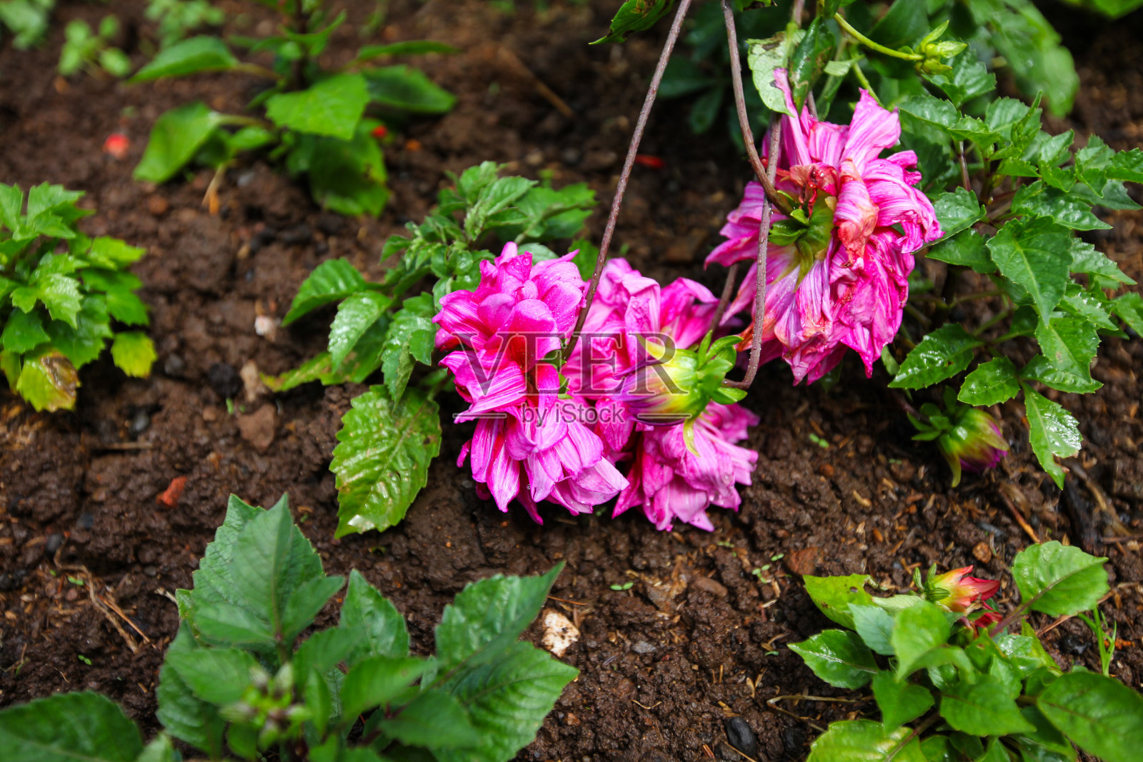 死的花照片摄影图片