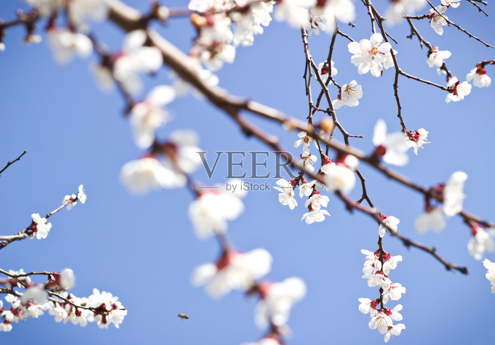 桃花照片摄影图片