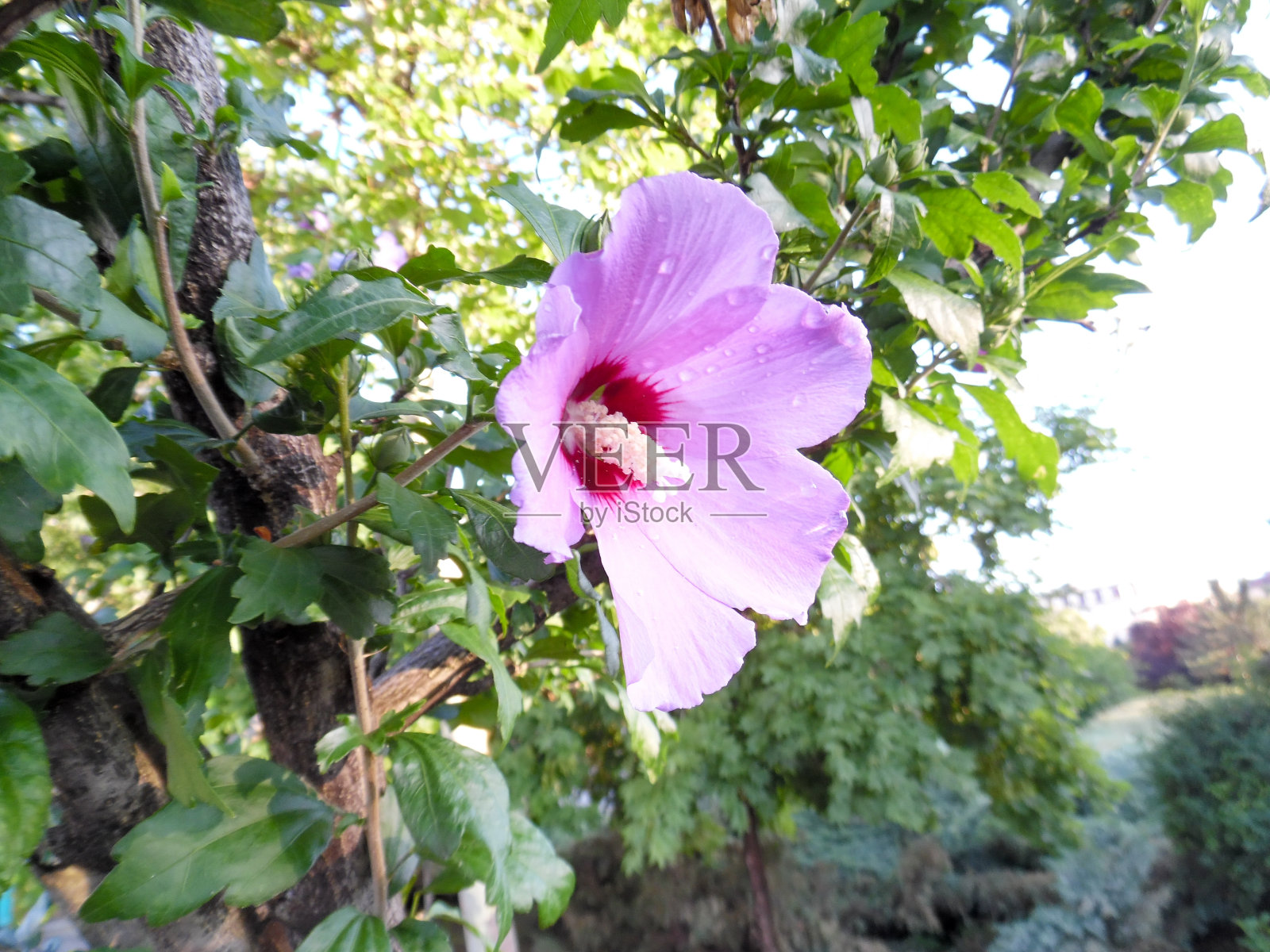 花的背景照片摄影图片