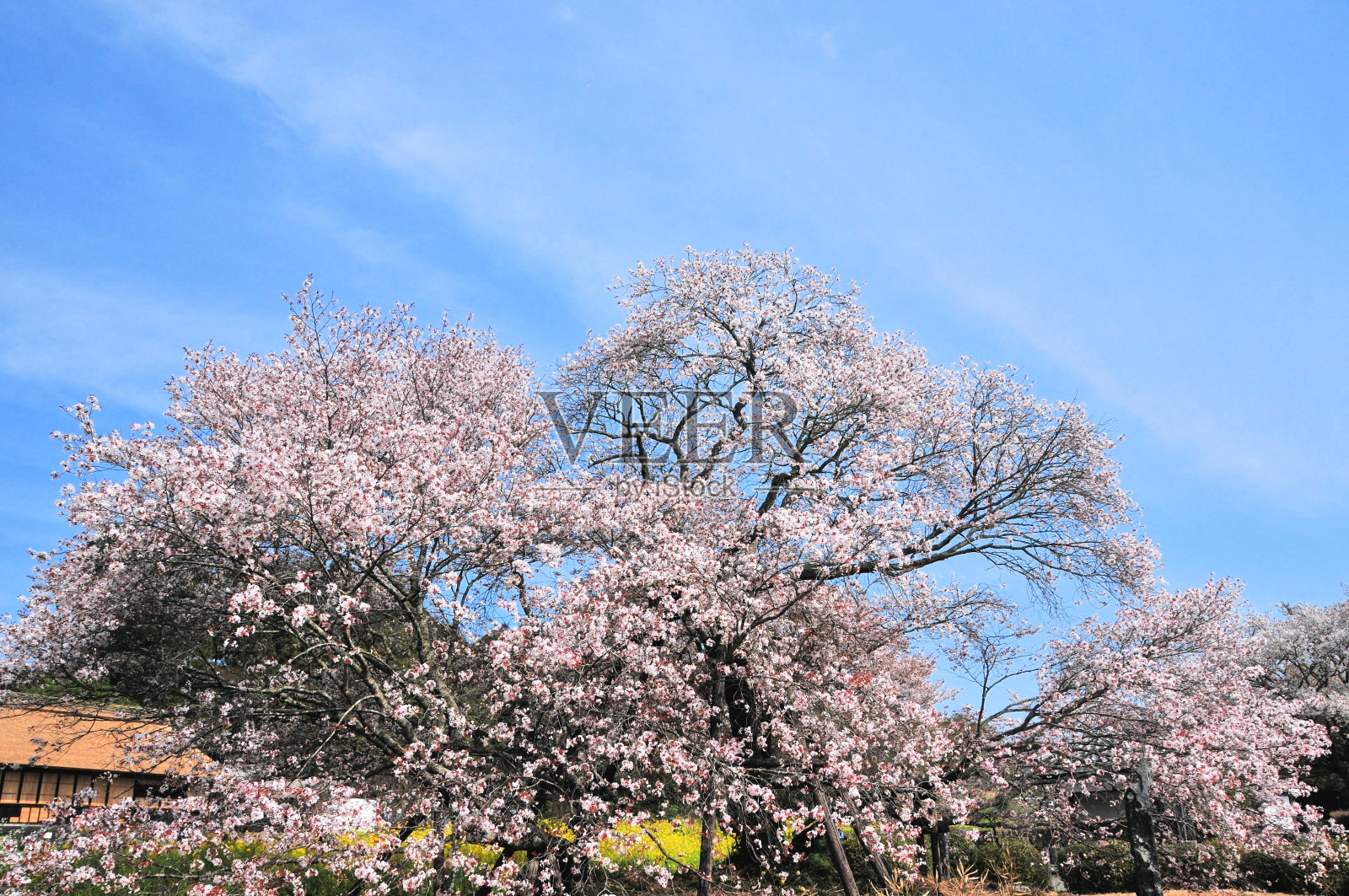卡里亚多的盖巴-樱花照片摄影图片