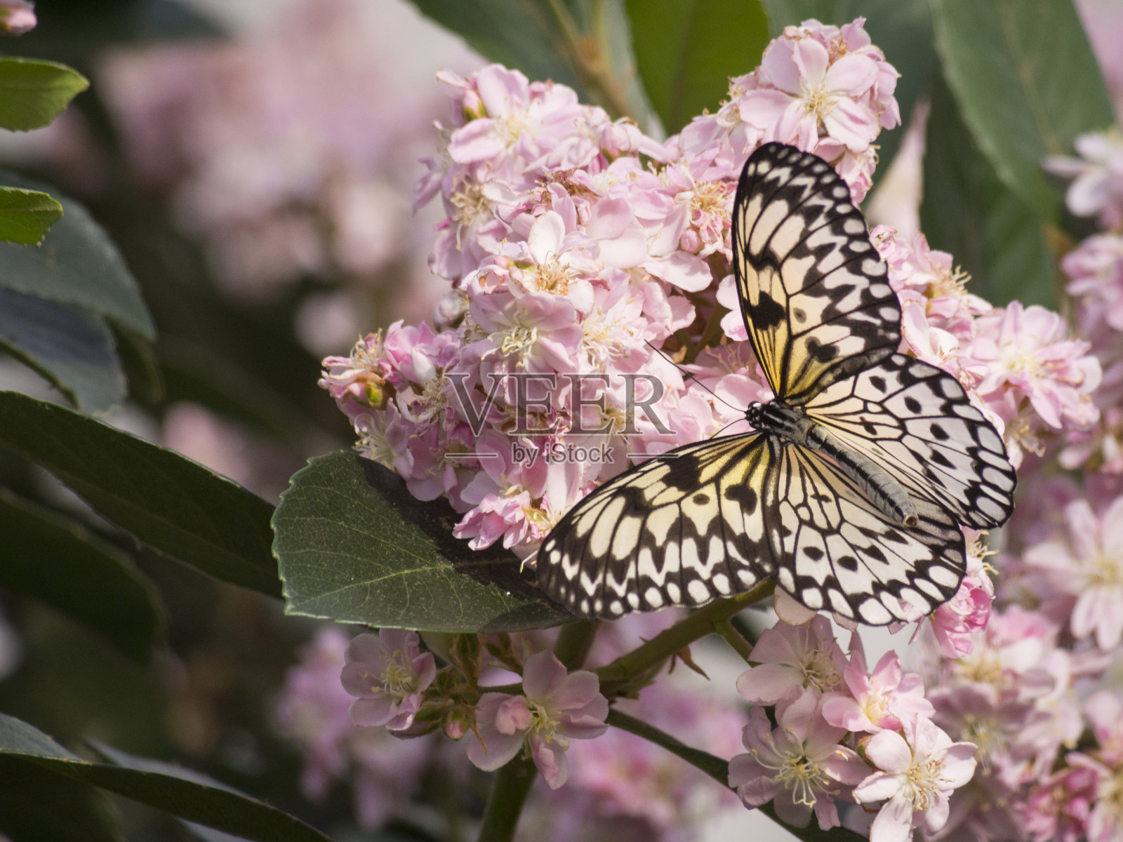花园里的蝴蝶照片摄影图片