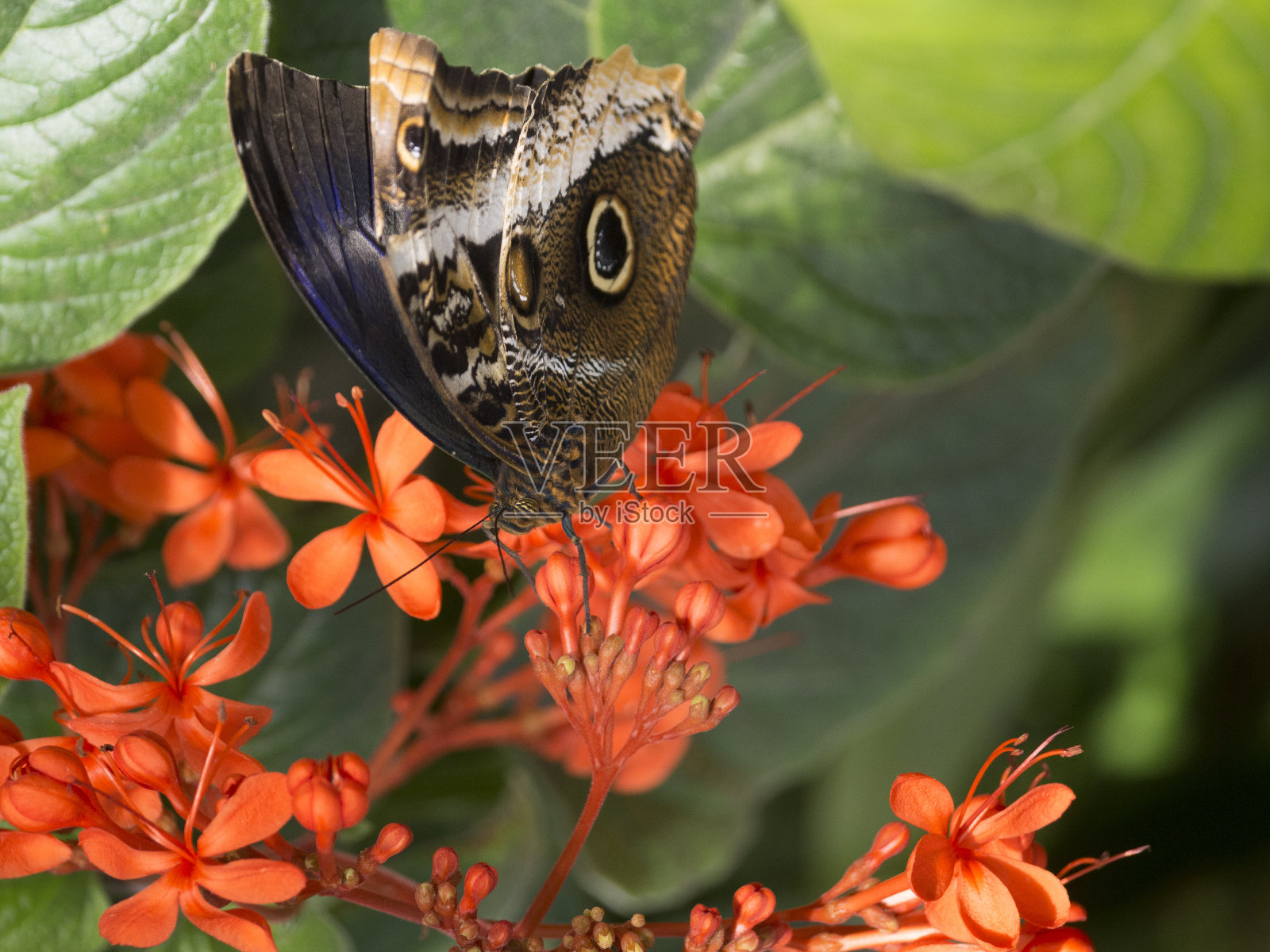 花园里的蝴蝶照片摄影图片
