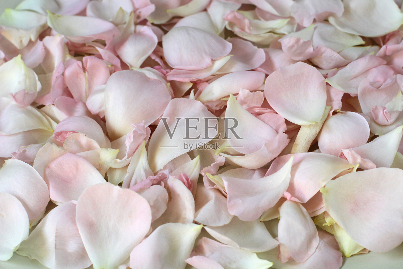 玫瑰花瓣背景照片摄影图片