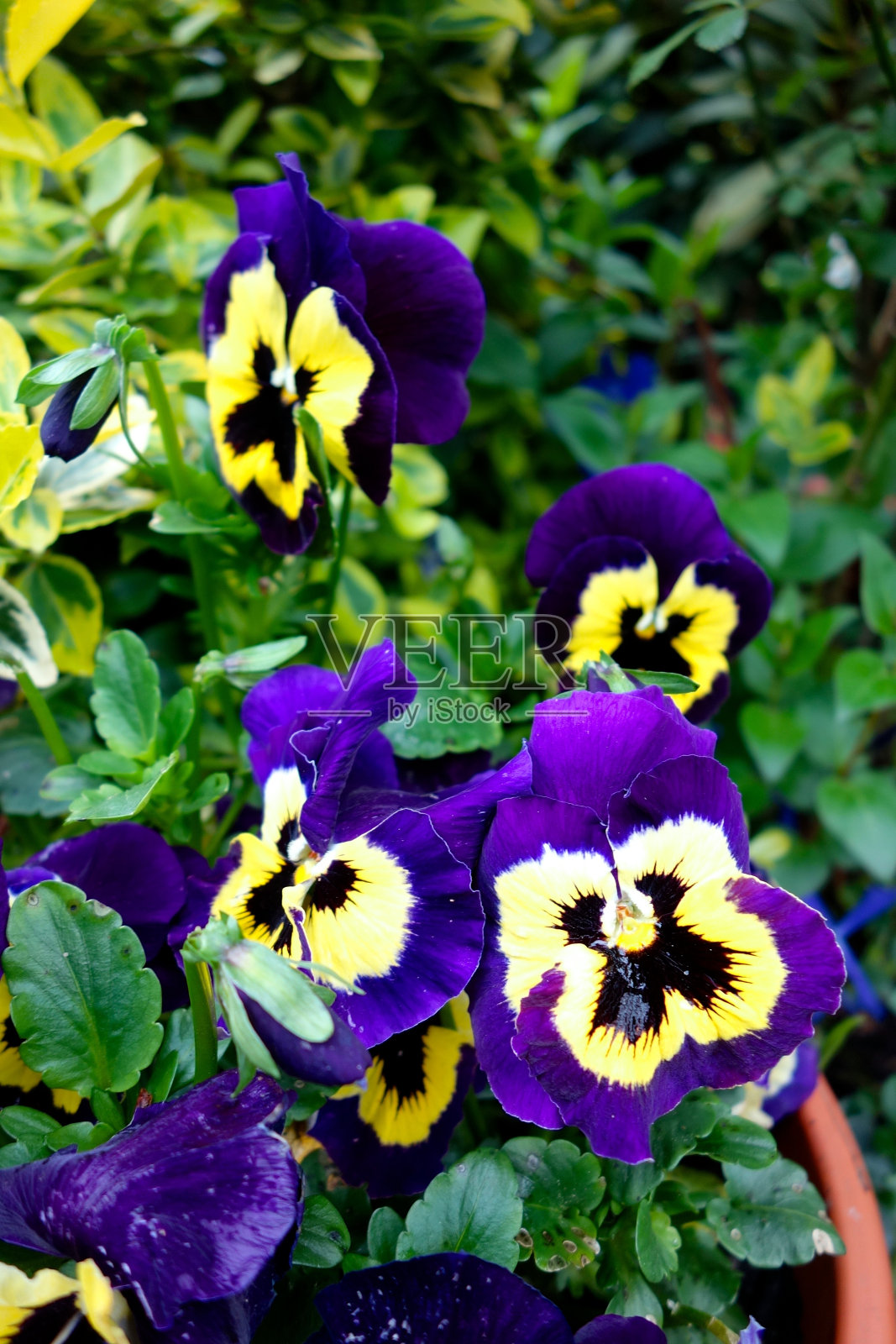 三色紫罗兰照片摄影图片