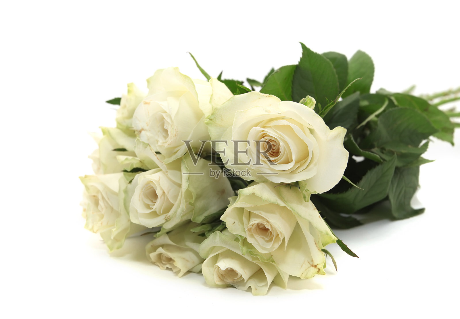 一束白玫瑰照片摄影图片