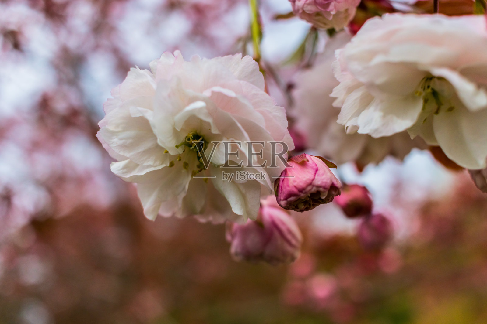 花开宏|股票图像照片摄影图片