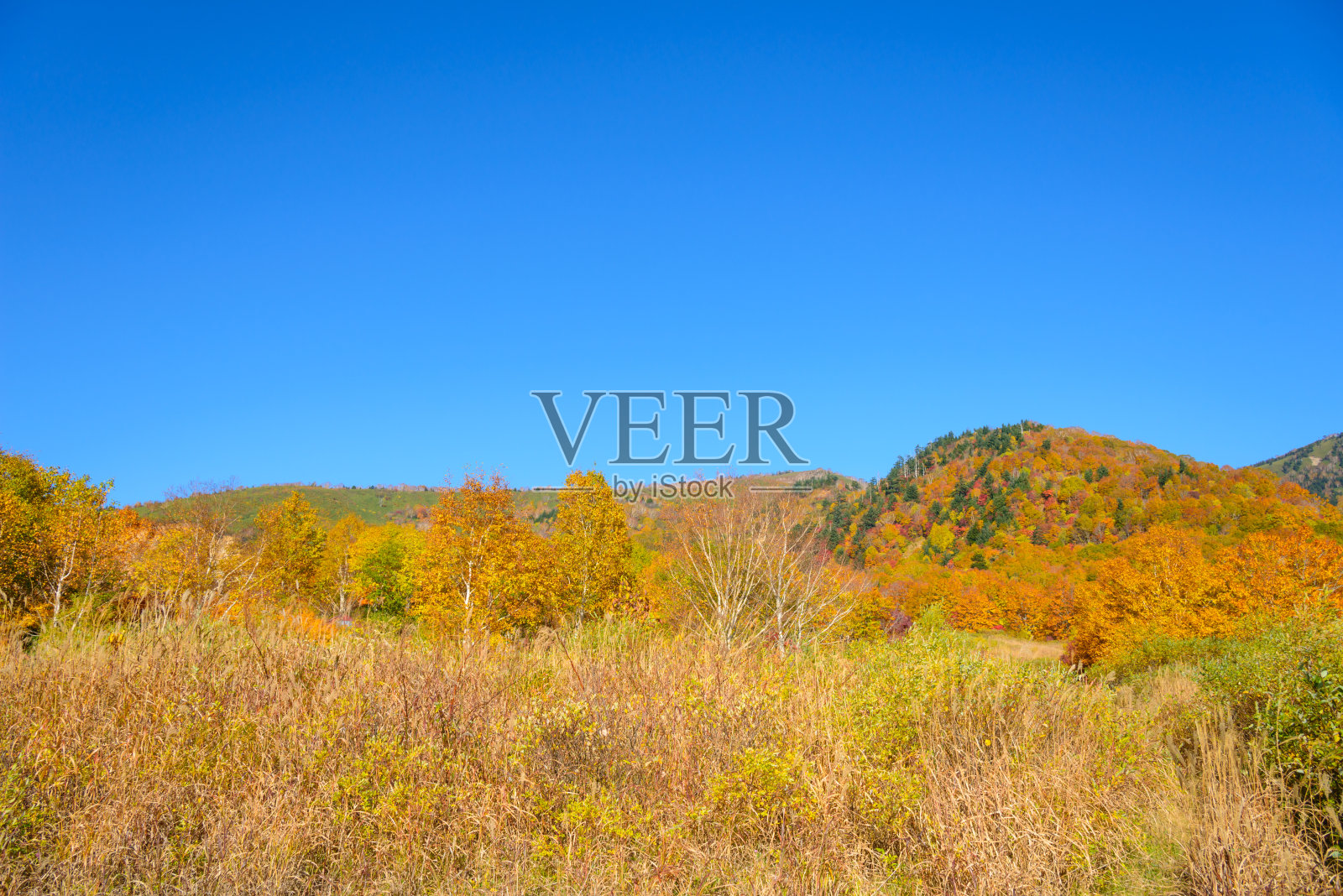 秋天的八奇曼太山的树叶照片摄影图片