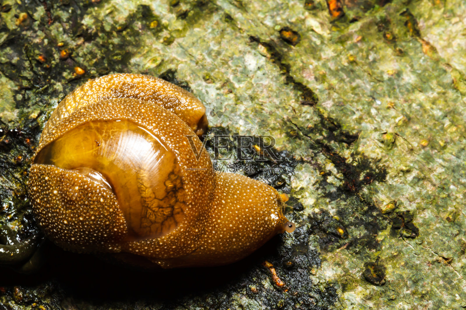 蜗牛照片摄影图片