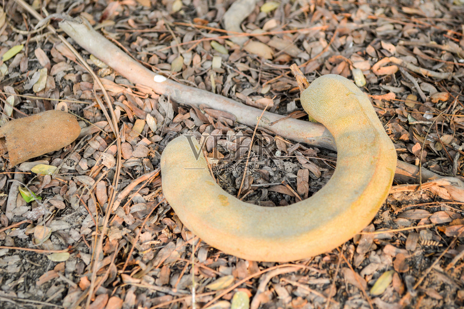 罗望子照片摄影图片