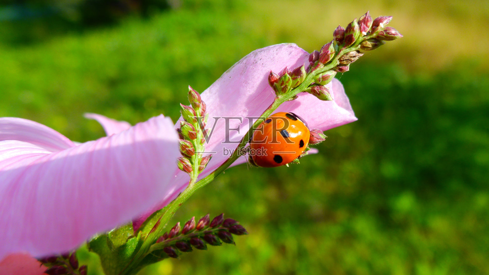 瓢虫照片摄影图片