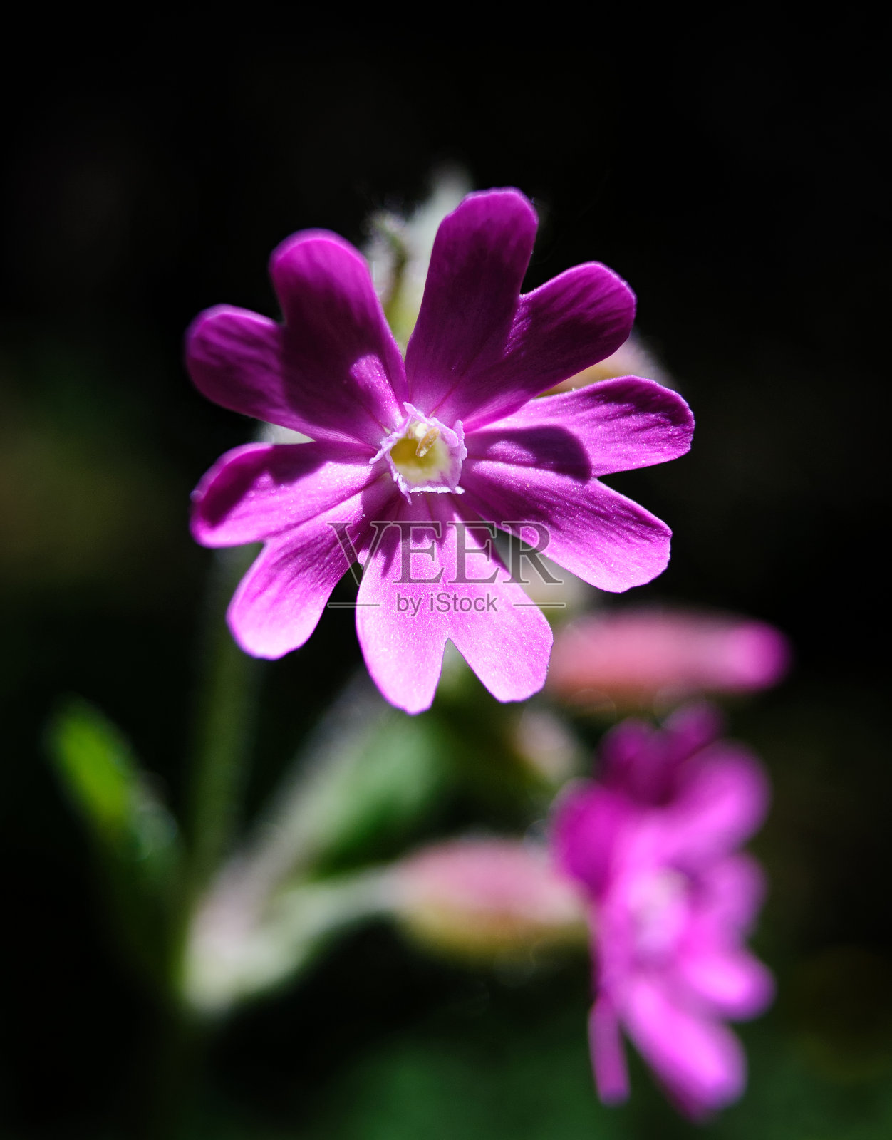 盛开的报春花在黑色背景照片摄影图片