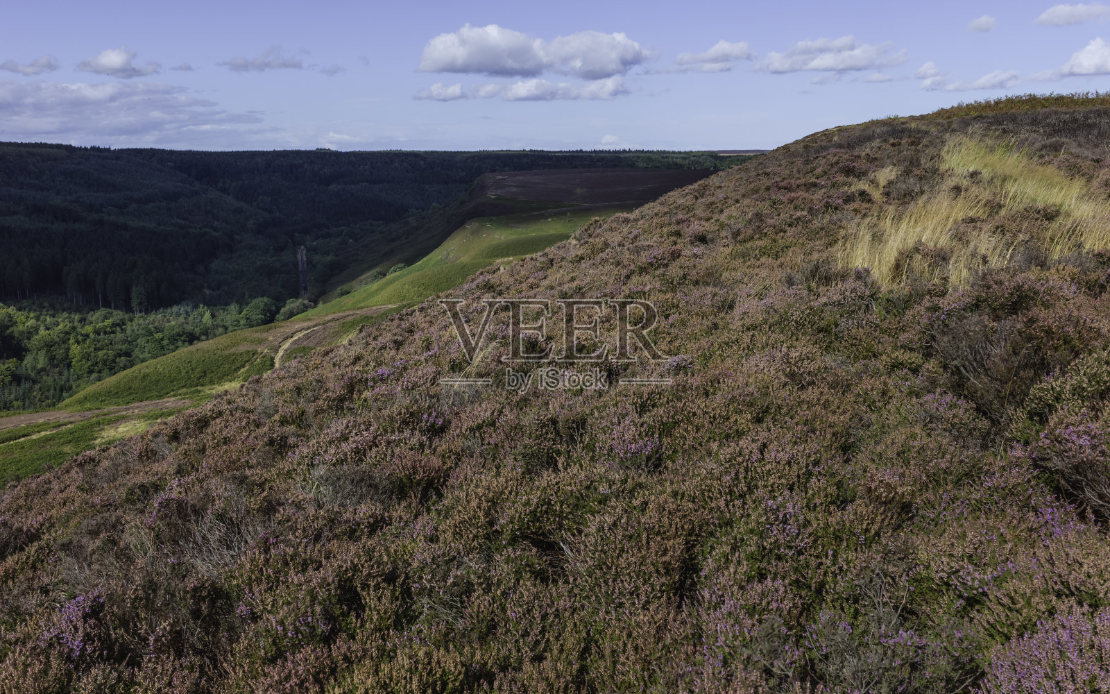 盛开的北约克荒野，利维沙姆，约克郡，英国。照片摄影图片