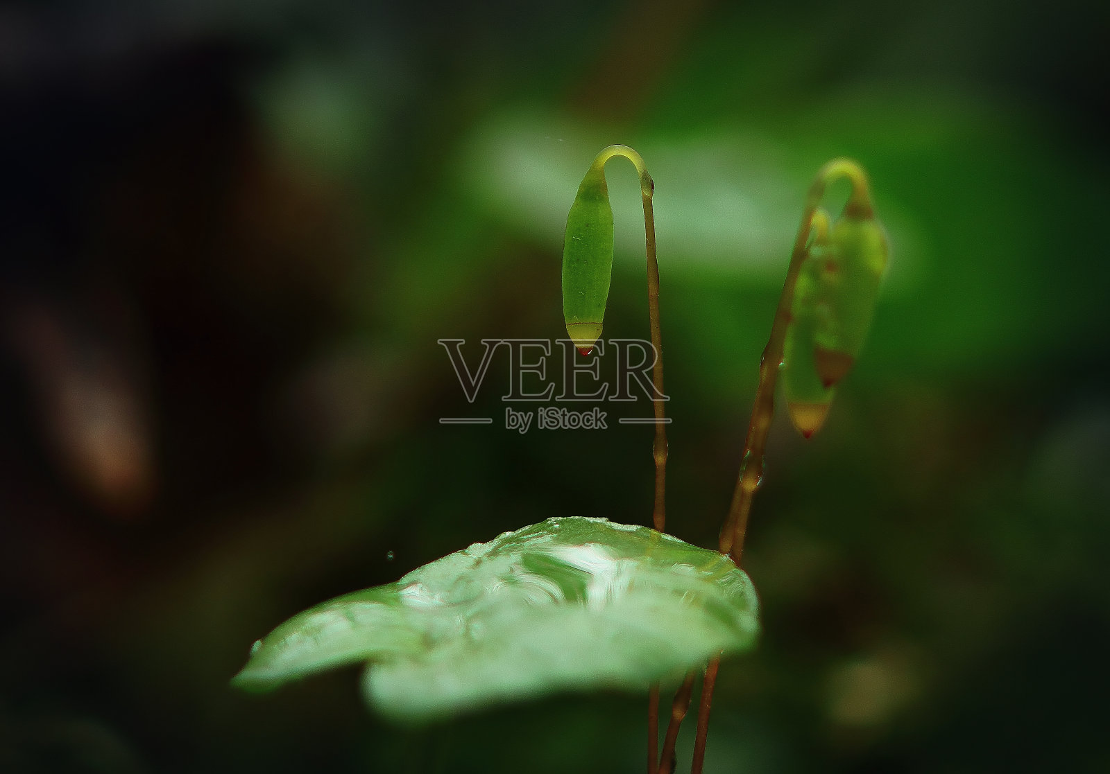 年轻的绿芽照片摄影图片