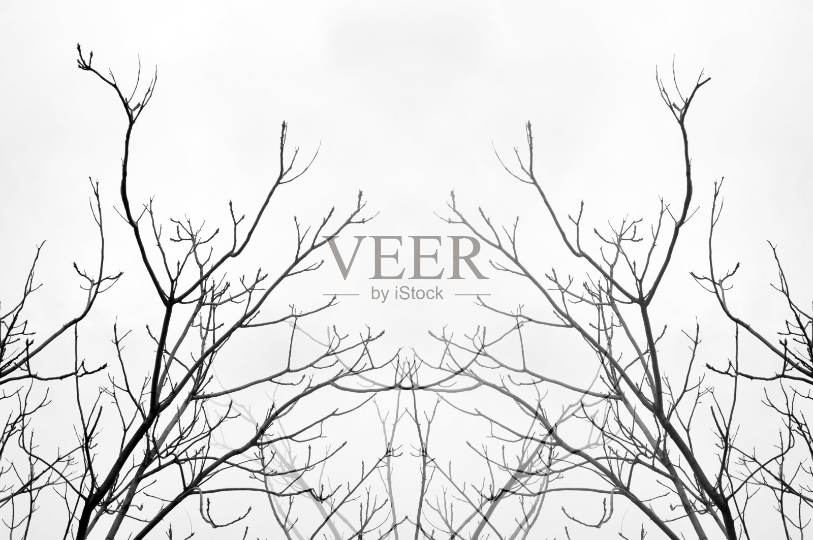 在白色背景上没有叶子的树照片摄影图片