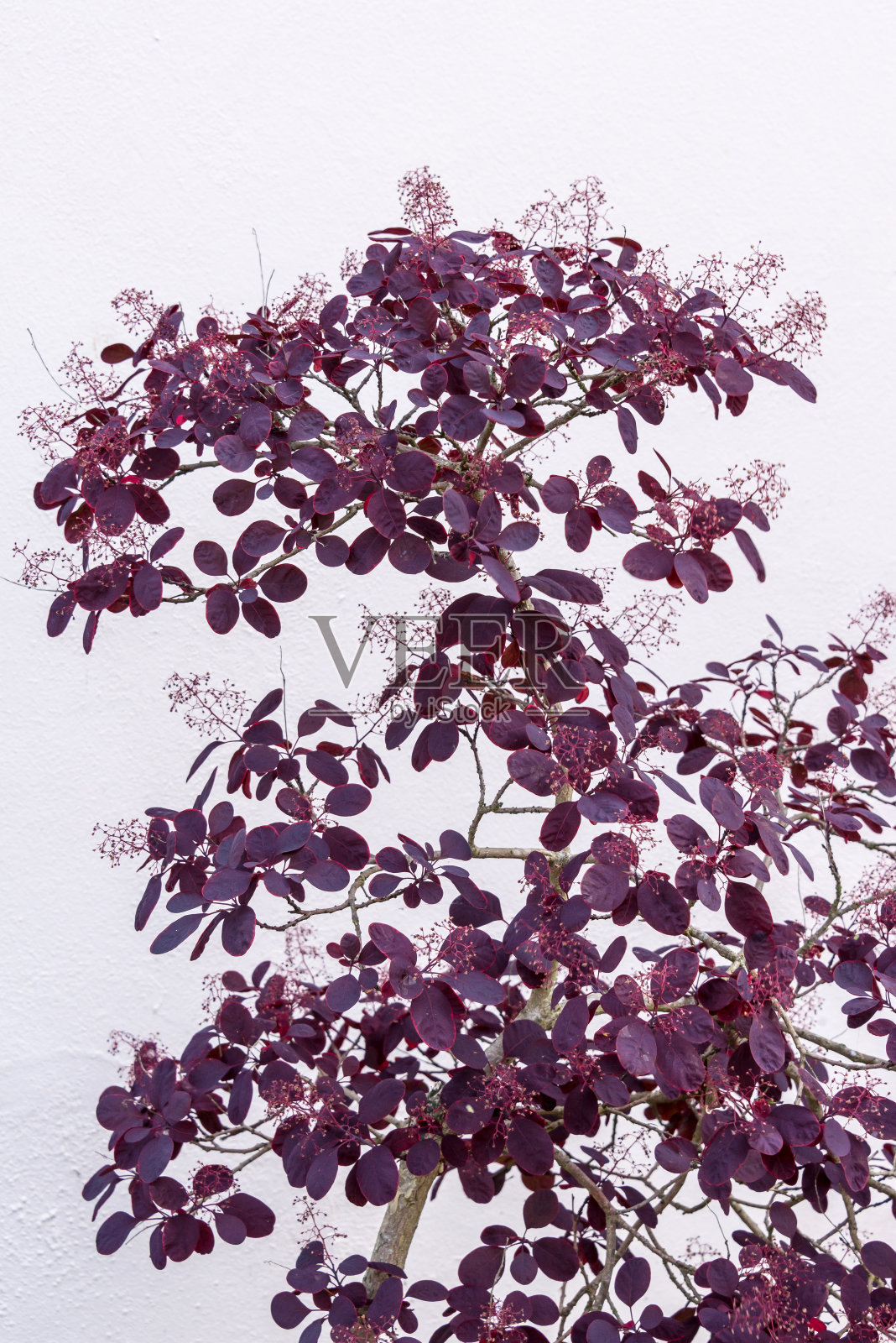 紫色Cotinus灌木照片摄影图片