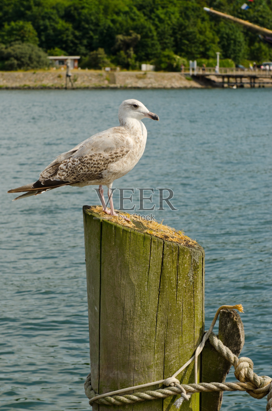 海鸥站在柱子上照片摄影图片