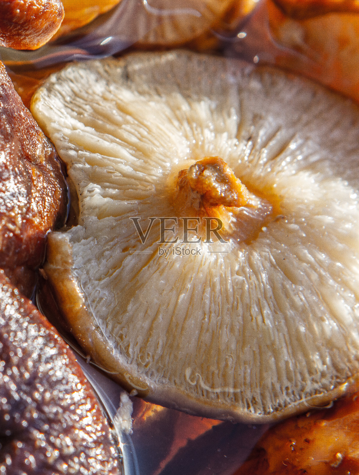 中药Ingreedient照片摄影图片