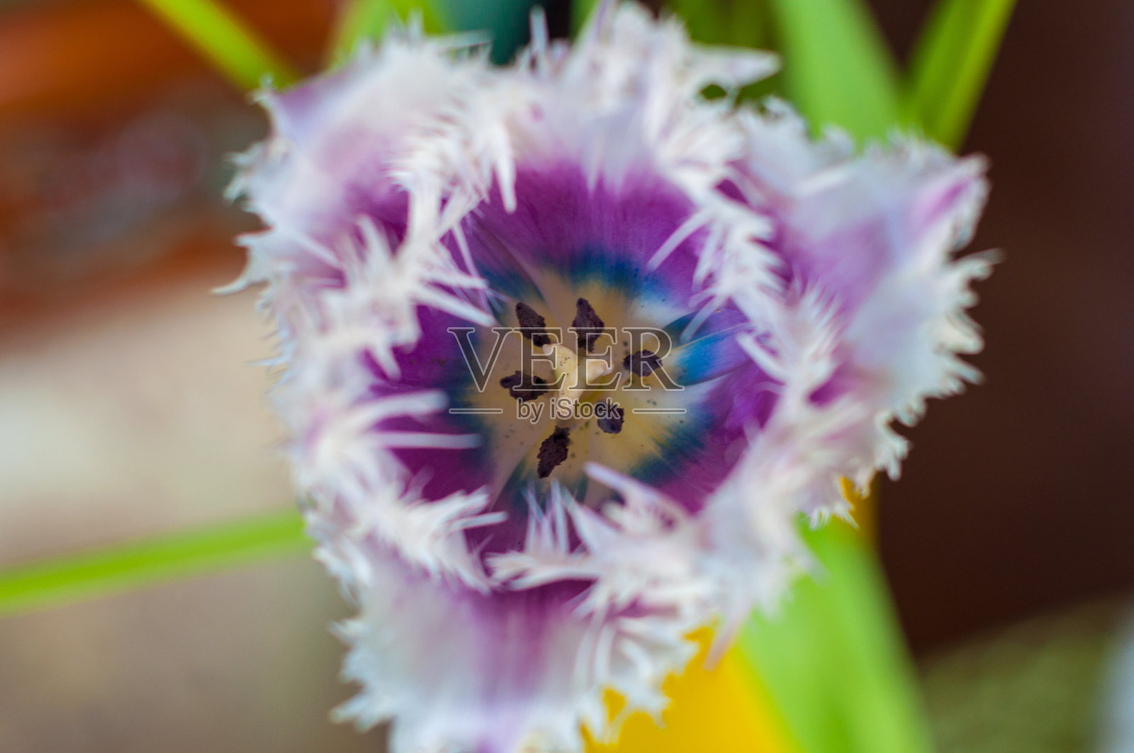 近距离的紫色郁金香在花园中的散景背景。户外照片摄影图片