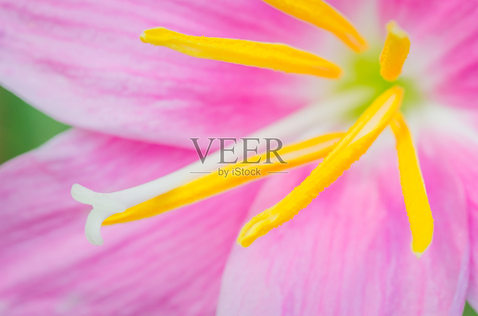 粉雨百合照片摄影图片