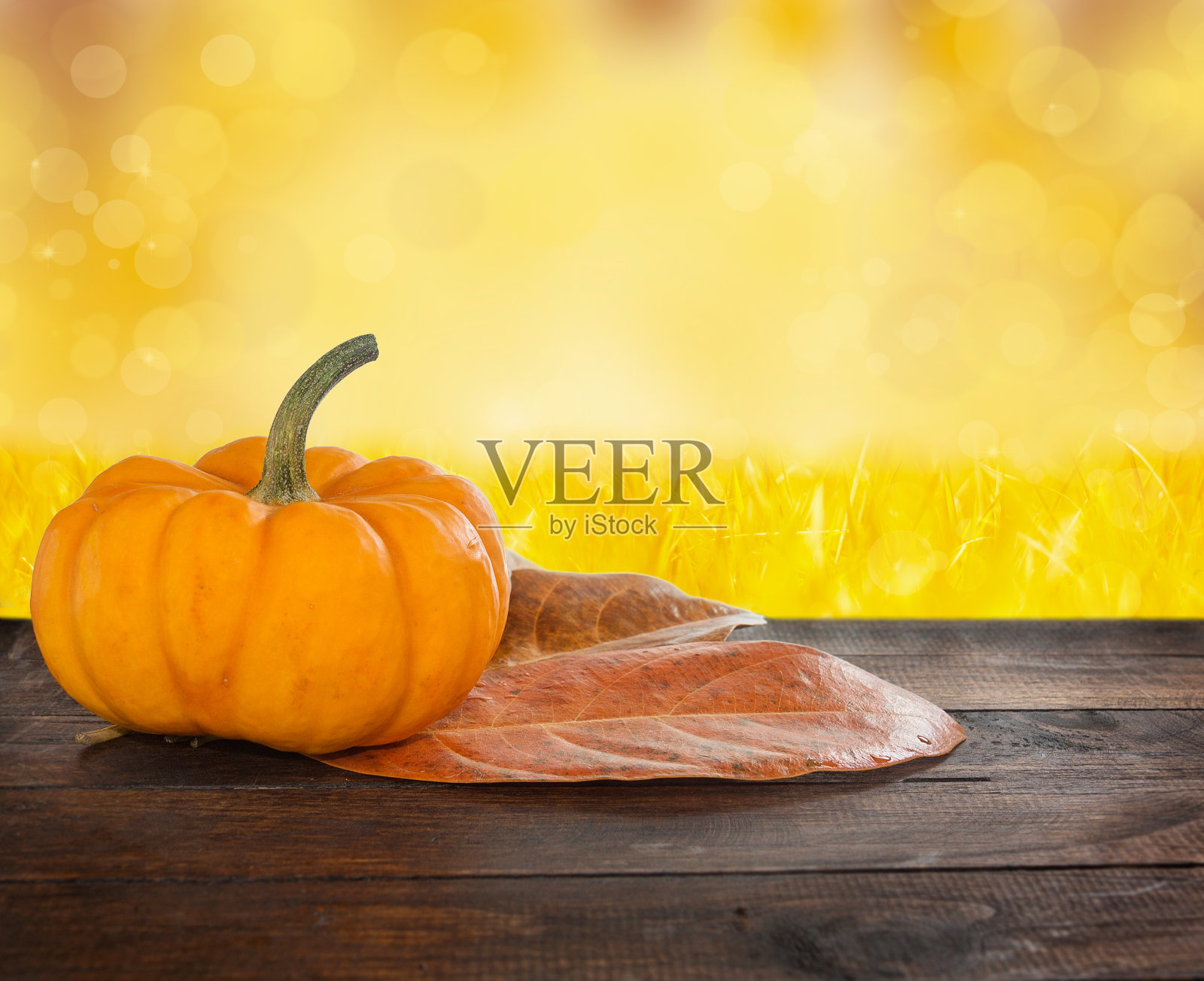 闪亮的小南瓜照片摄影图片