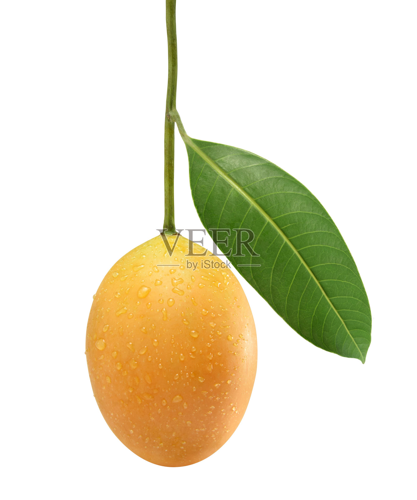 玛丽安李子照片摄影图片