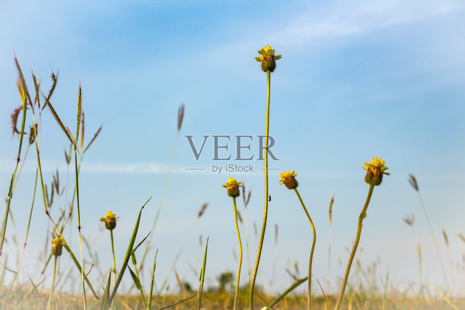 春天照片摄影图片