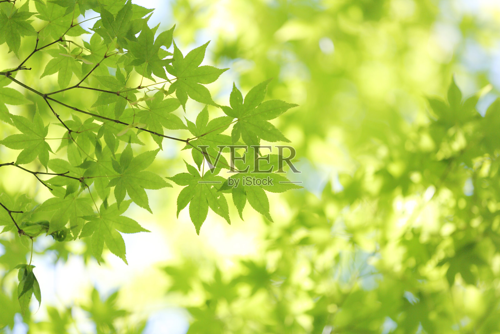 新鲜的绿枫叶在日光下的树枝上。照片摄影图片