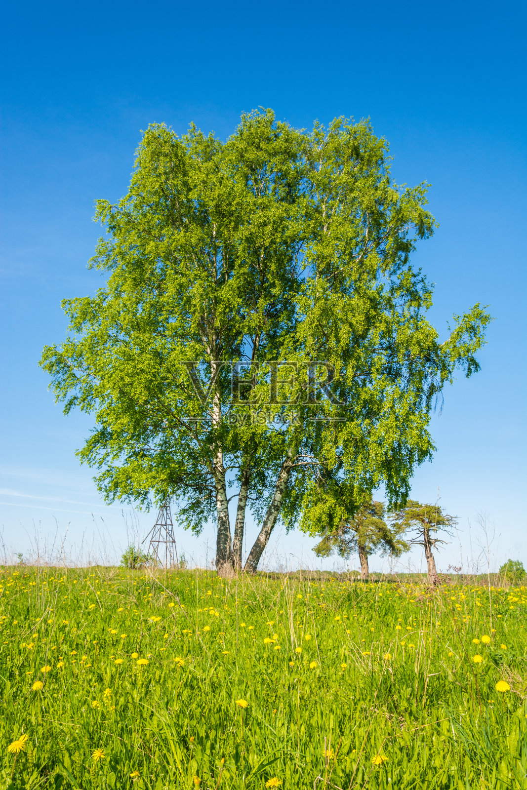 三重桦木。照片摄影图片