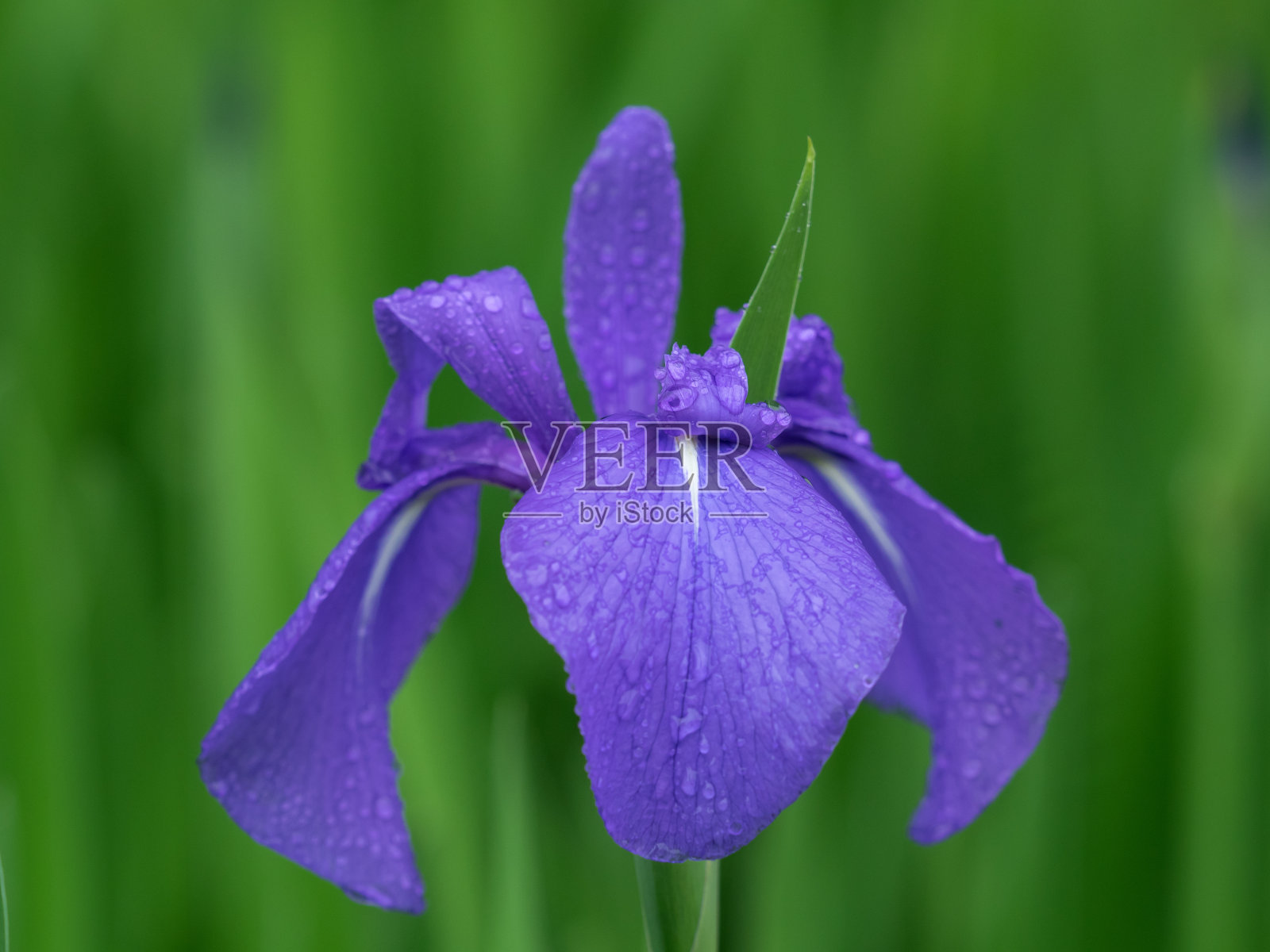 兔耳花在雨中绽放照片摄影图片
