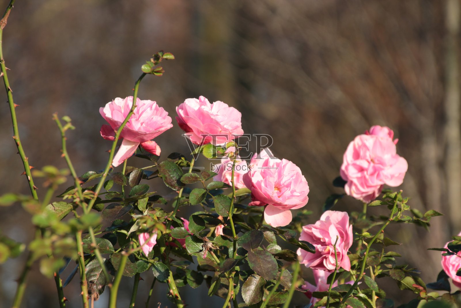 盛开的玫瑰花照片摄影图片