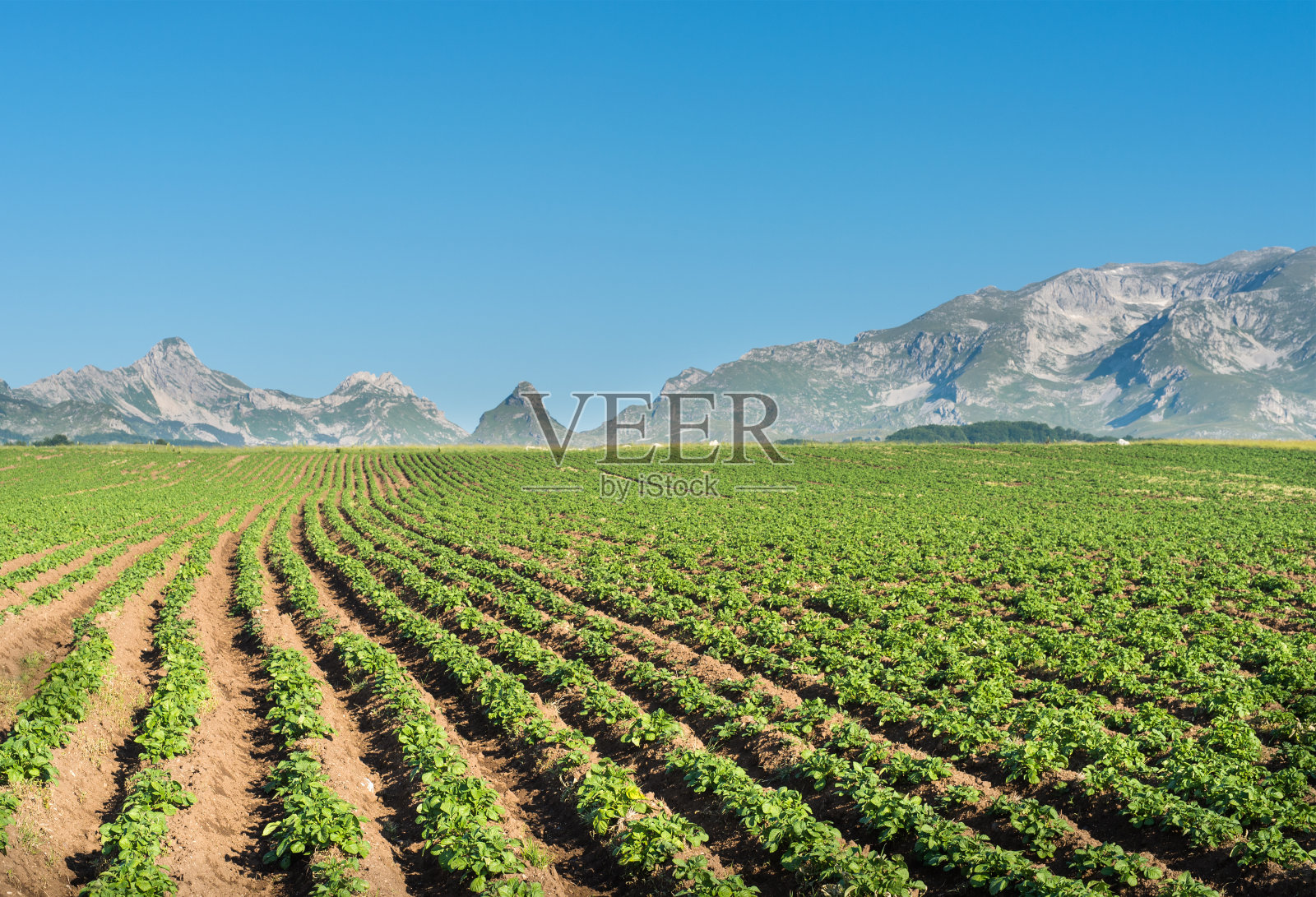土豆领域照片摄影图片