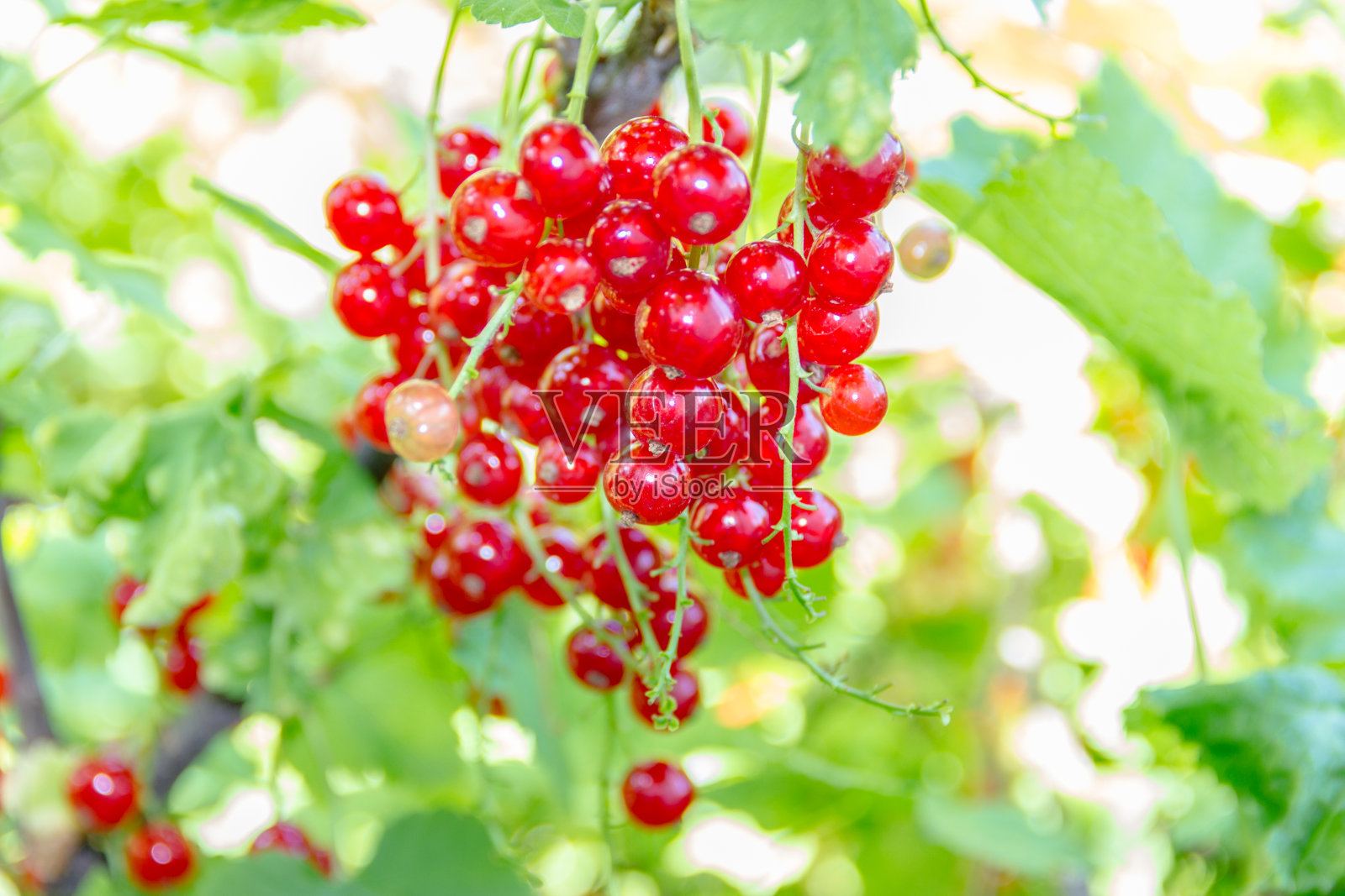 花园里有红醋栗照片摄影图片