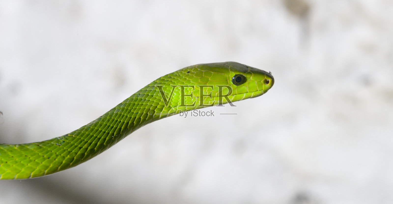 绿曼巴照片摄影图片