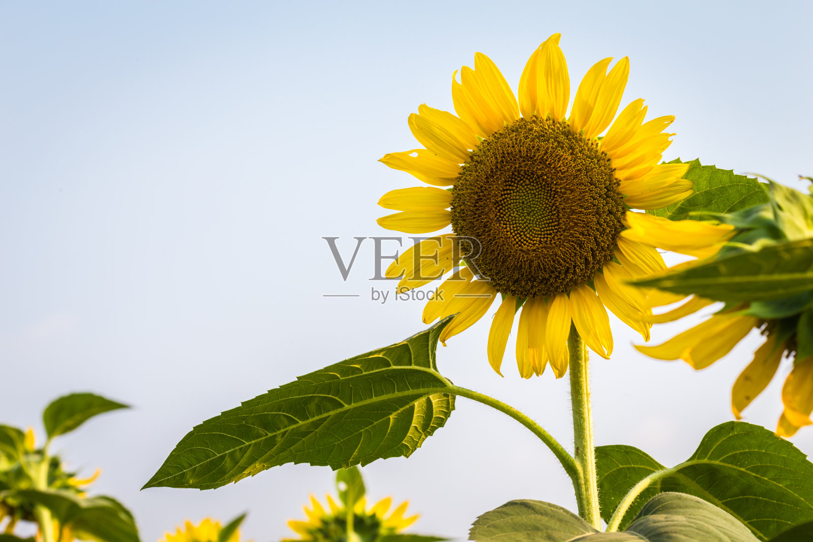 太阳的花照片摄影图片