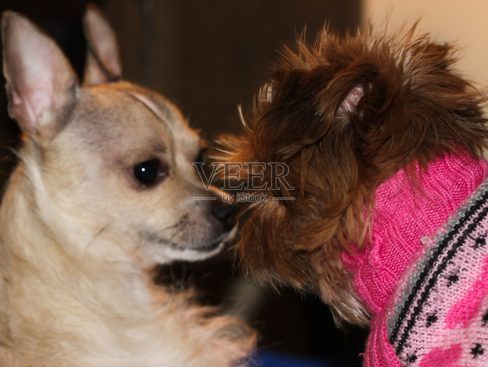 吉娃娃和博美犬会摸鼻子照片摄影图片