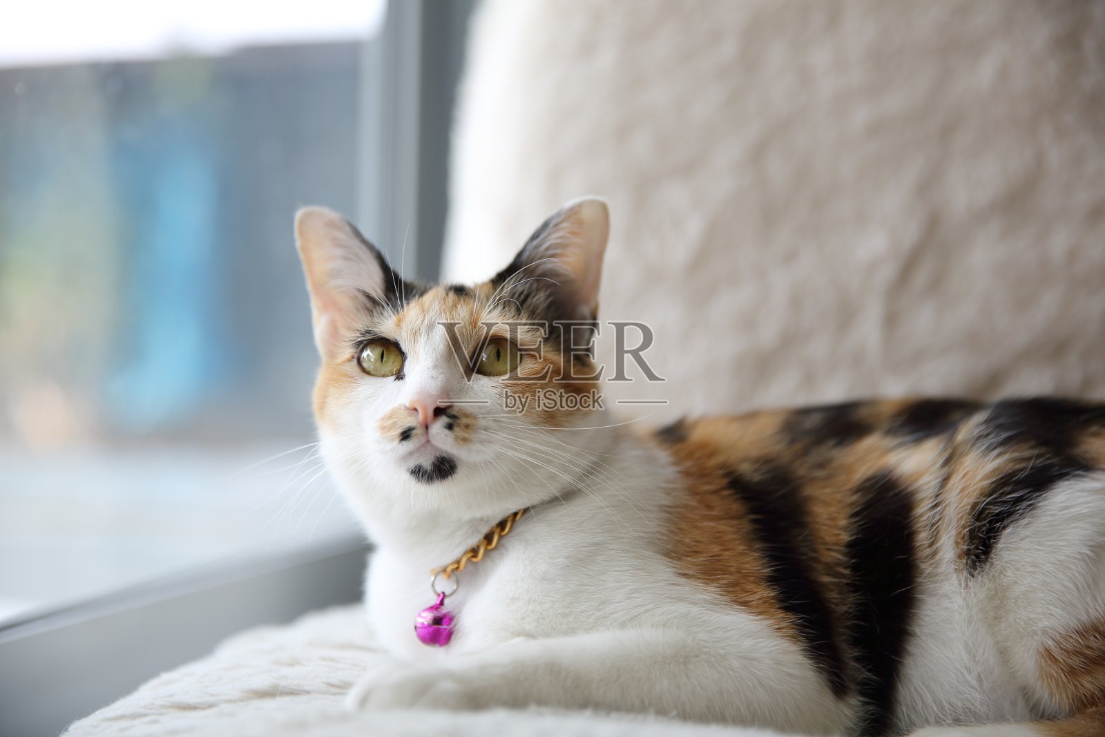 猫照片摄影图片