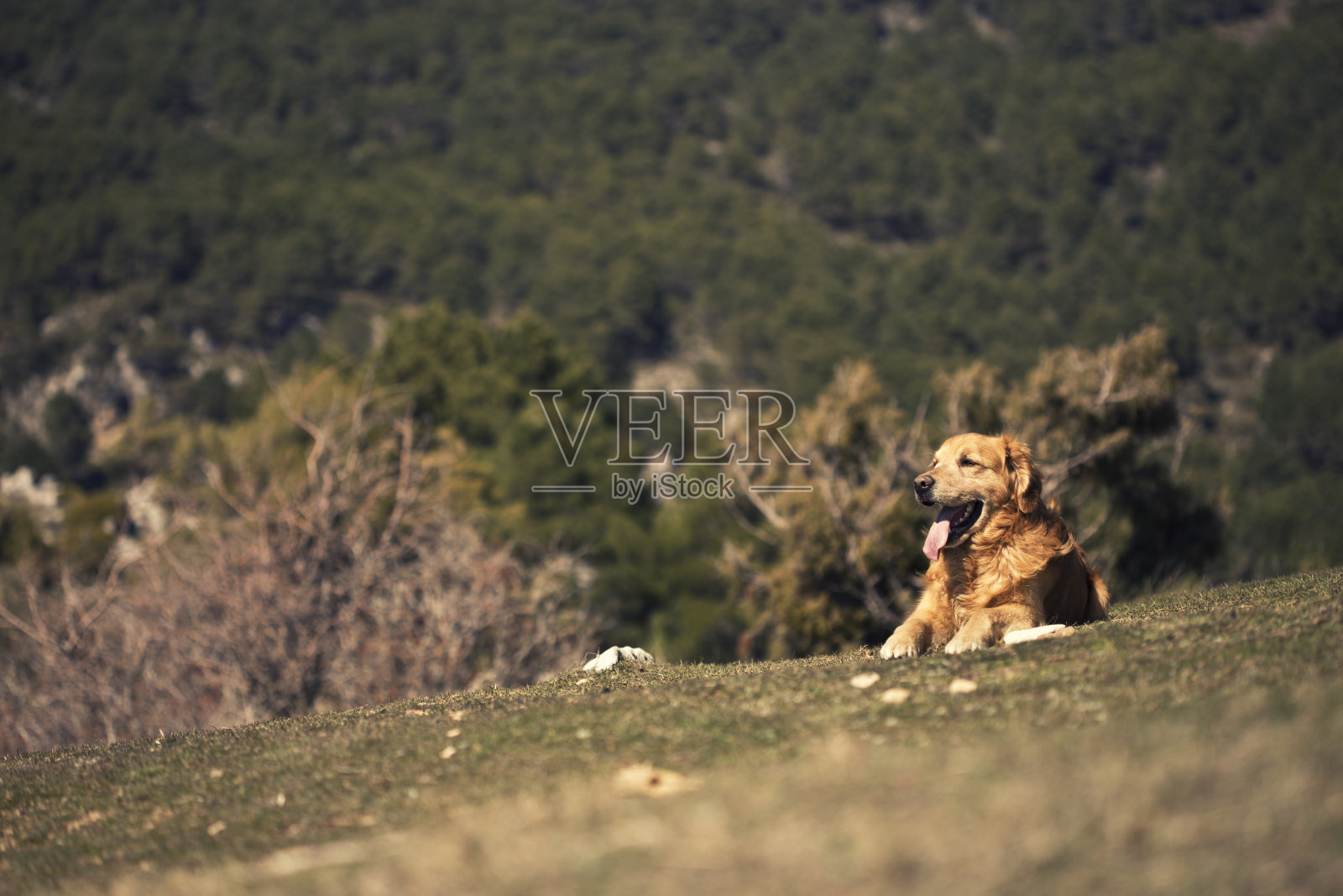 狗在户外的肖像，金色的照片摄影图片