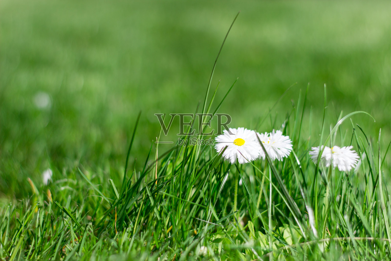 草坪上的小甘菊照片摄影图片