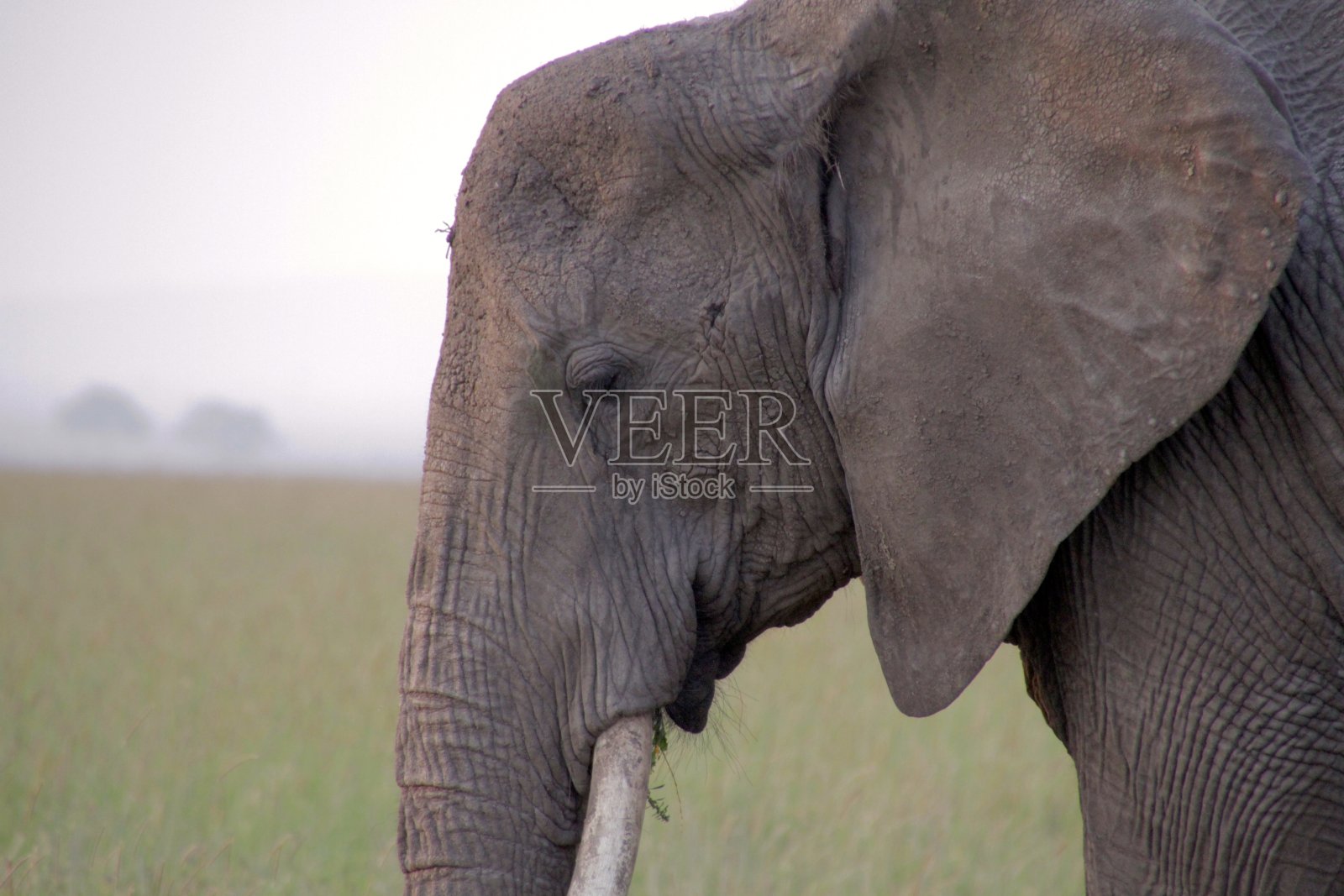 非洲坦桑尼亚塞伦盖蒂国家公园里的非洲象照片摄影图片