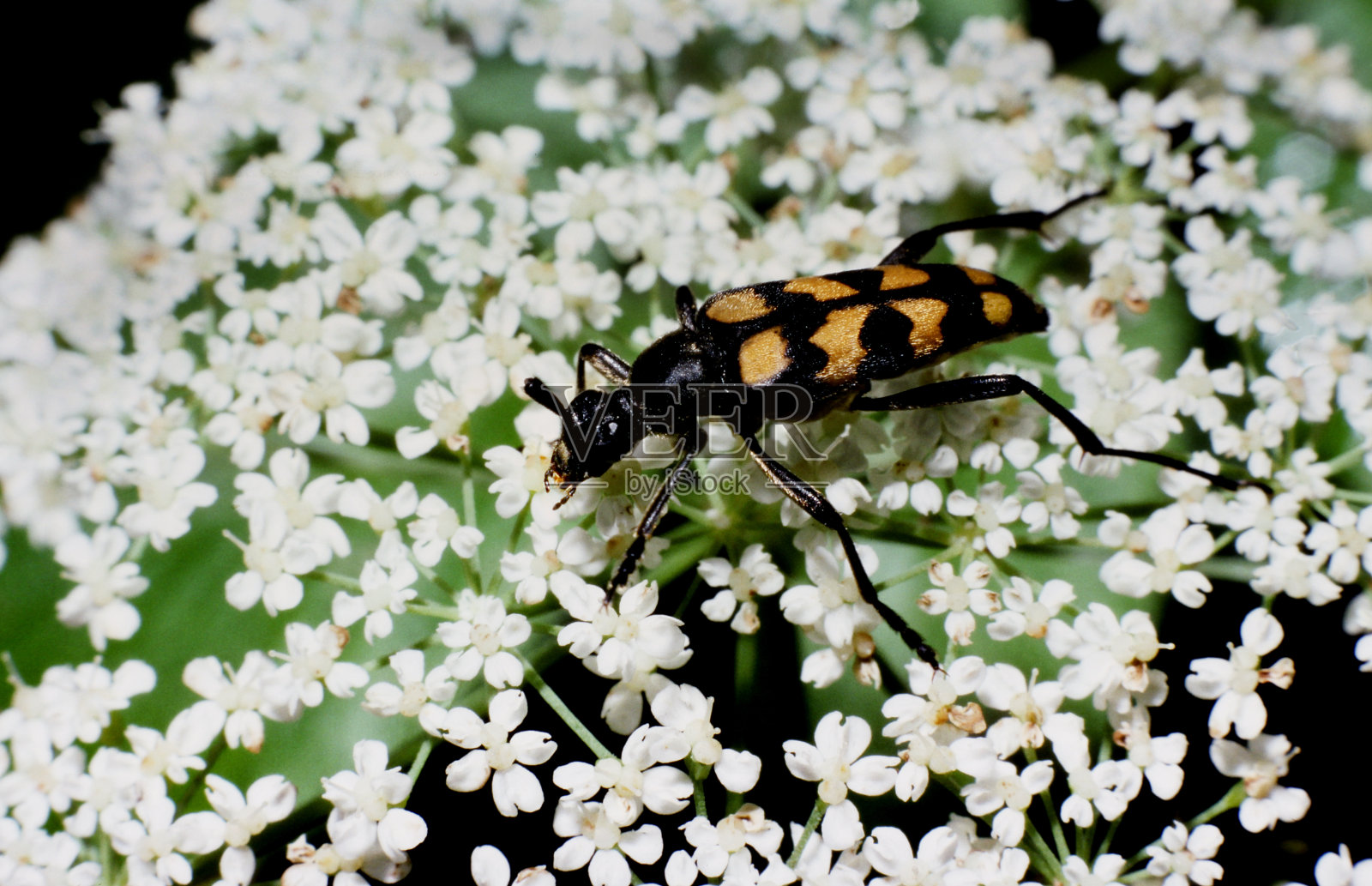 花上的长角甲虫。Leptura Quadrifasciata。照片摄影图片