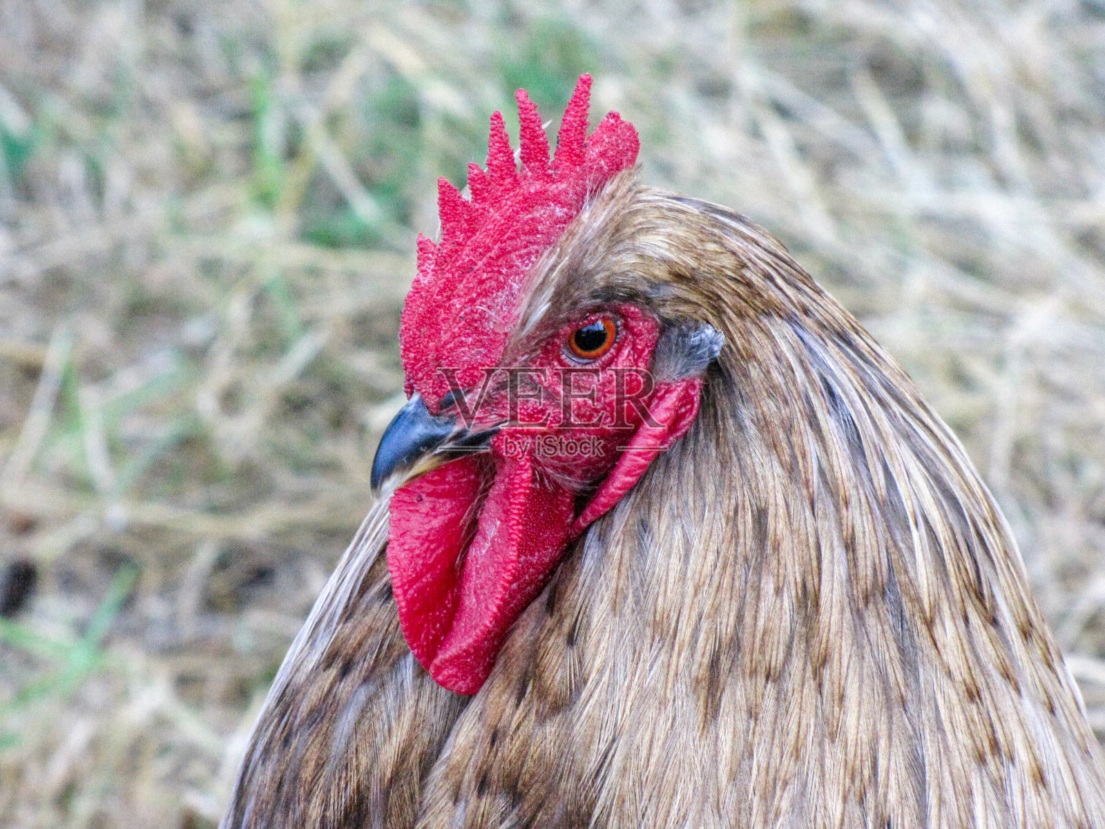 蓝色的公鸡照片摄影图片