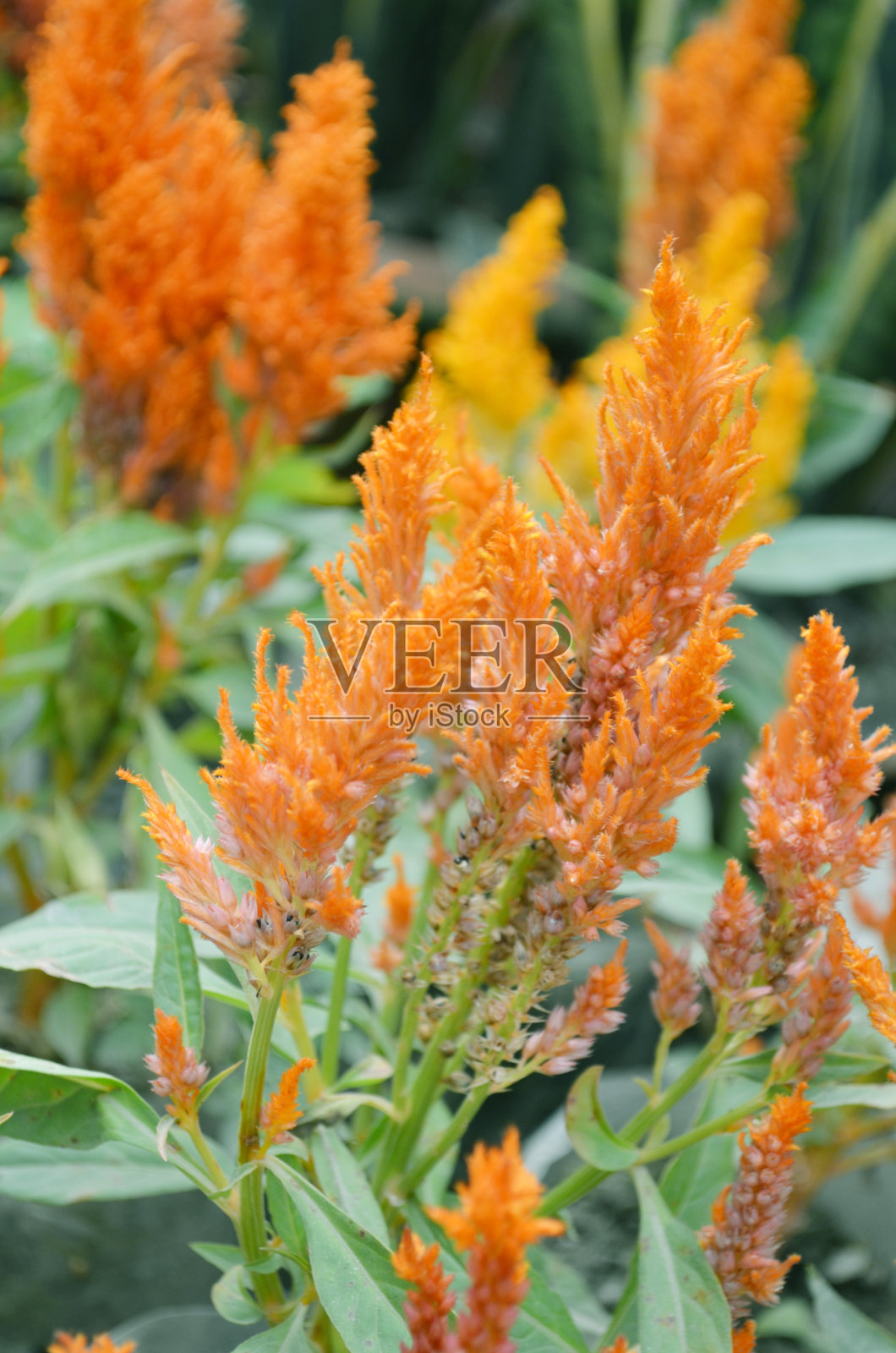 花照片摄影图片