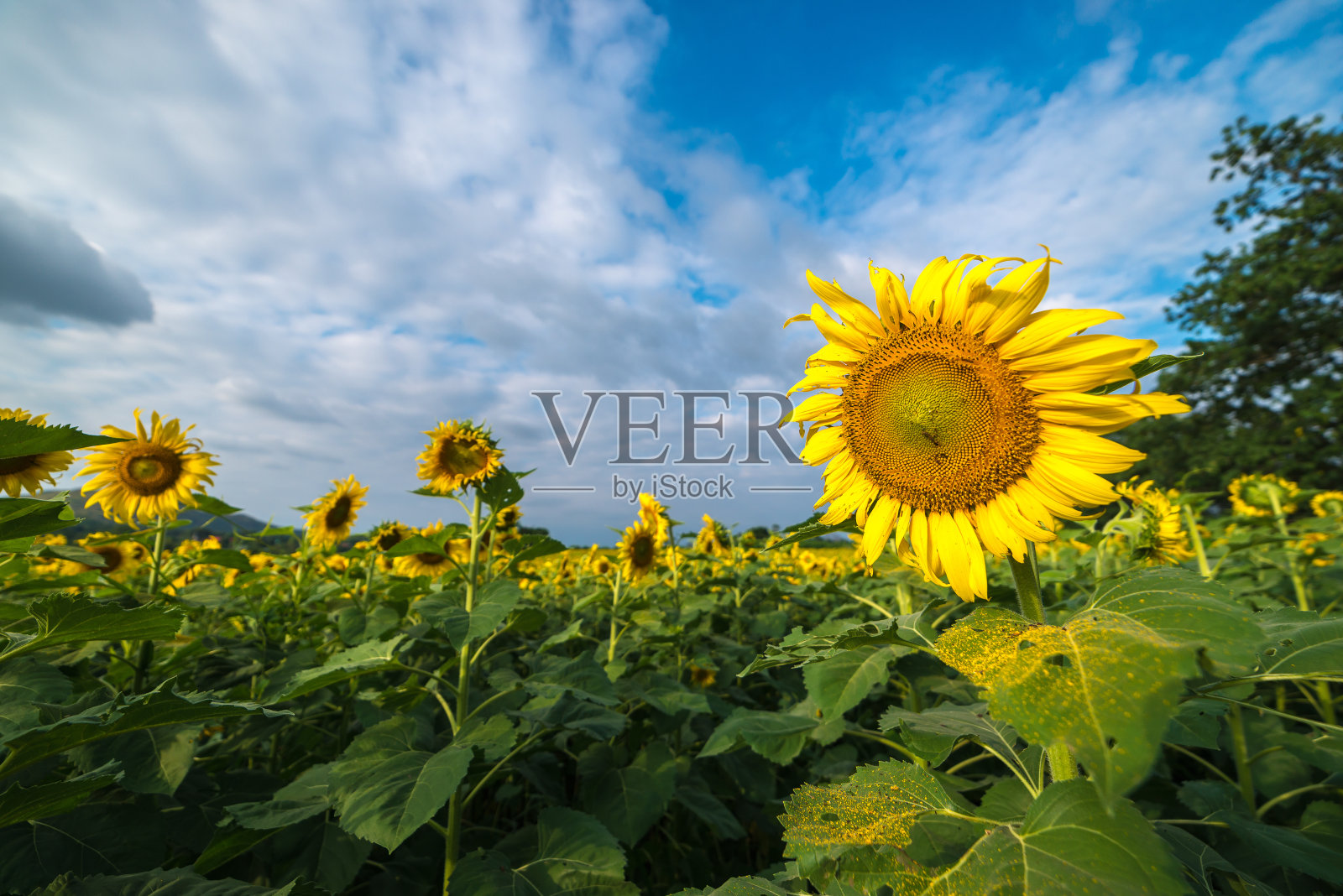 向日葵盛开的田野，蓝天。照片摄影图片