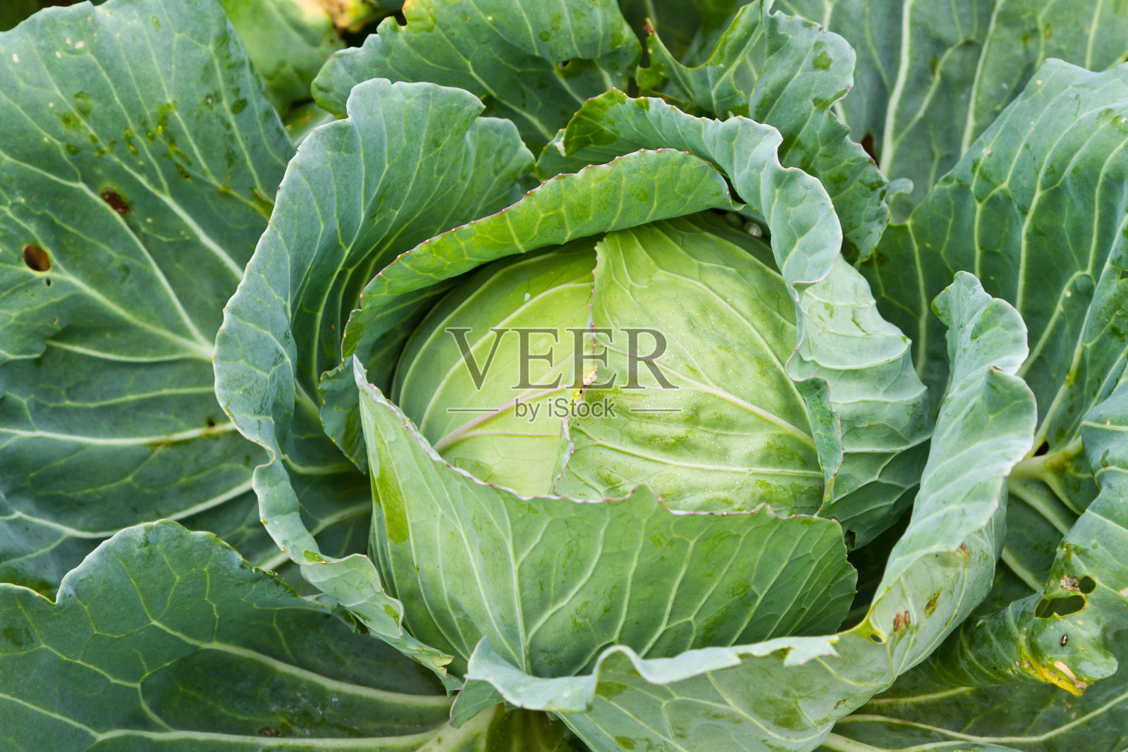 甘蓝蔬菜农场照片摄影图片