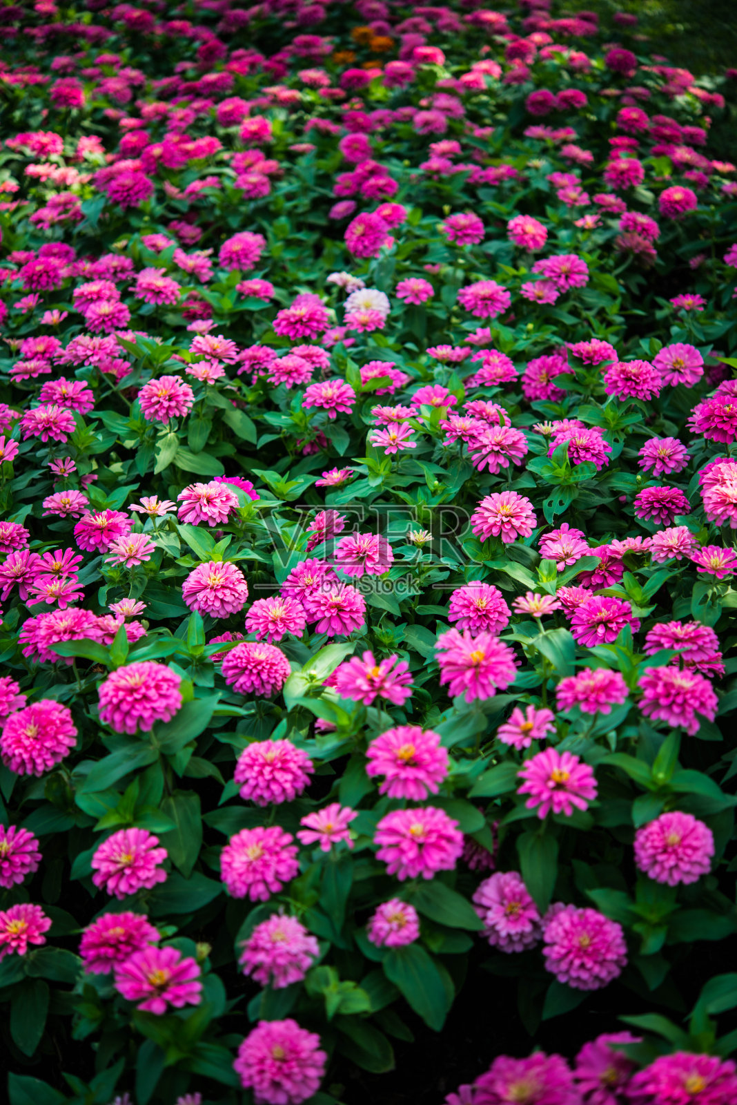 粉红色的花在花园里照片摄影图片